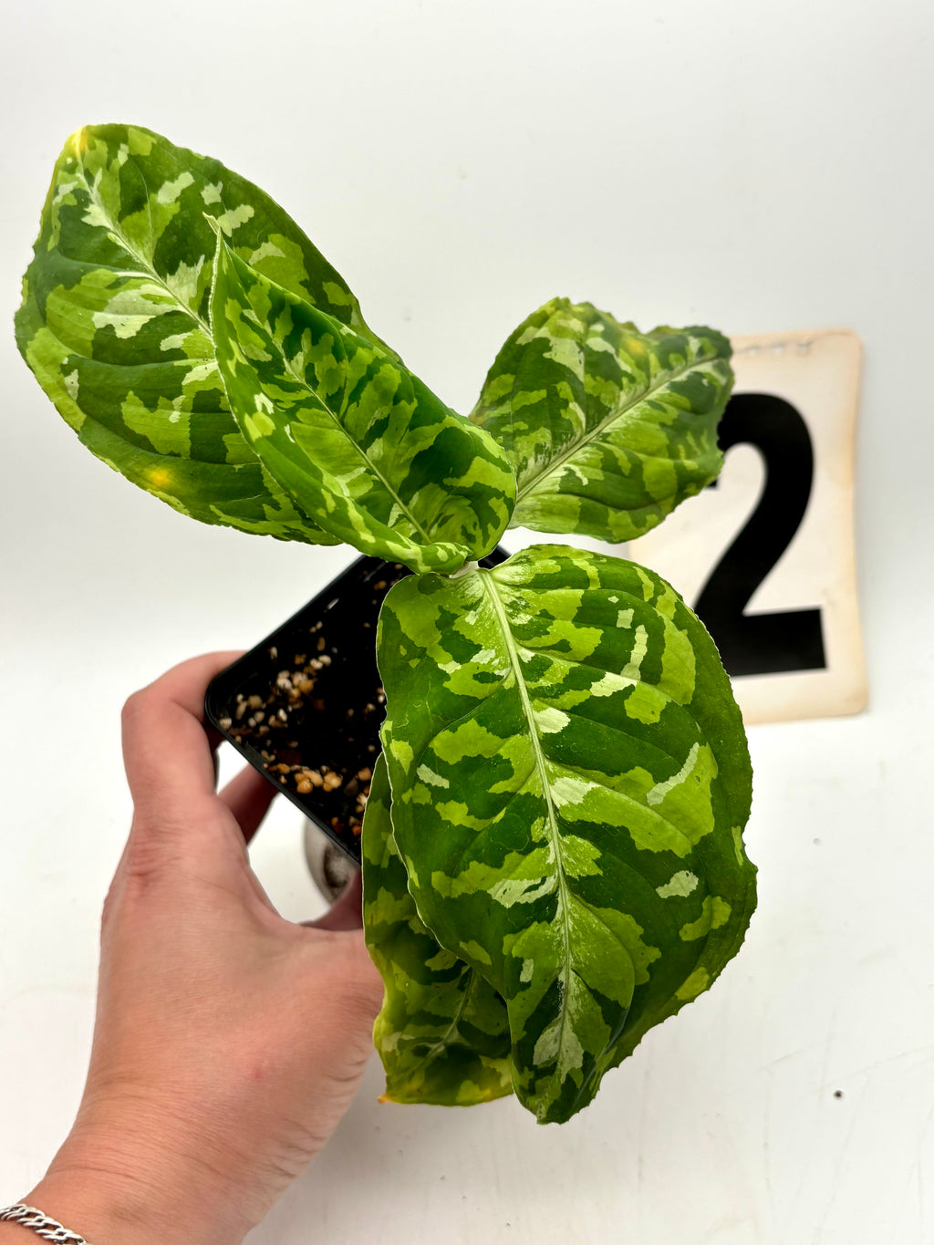 Exotische Aglaonema Pictum Tricolor Pflanze mit grünen, roten und silbernen Blättern, dekorativ in einem Topf.