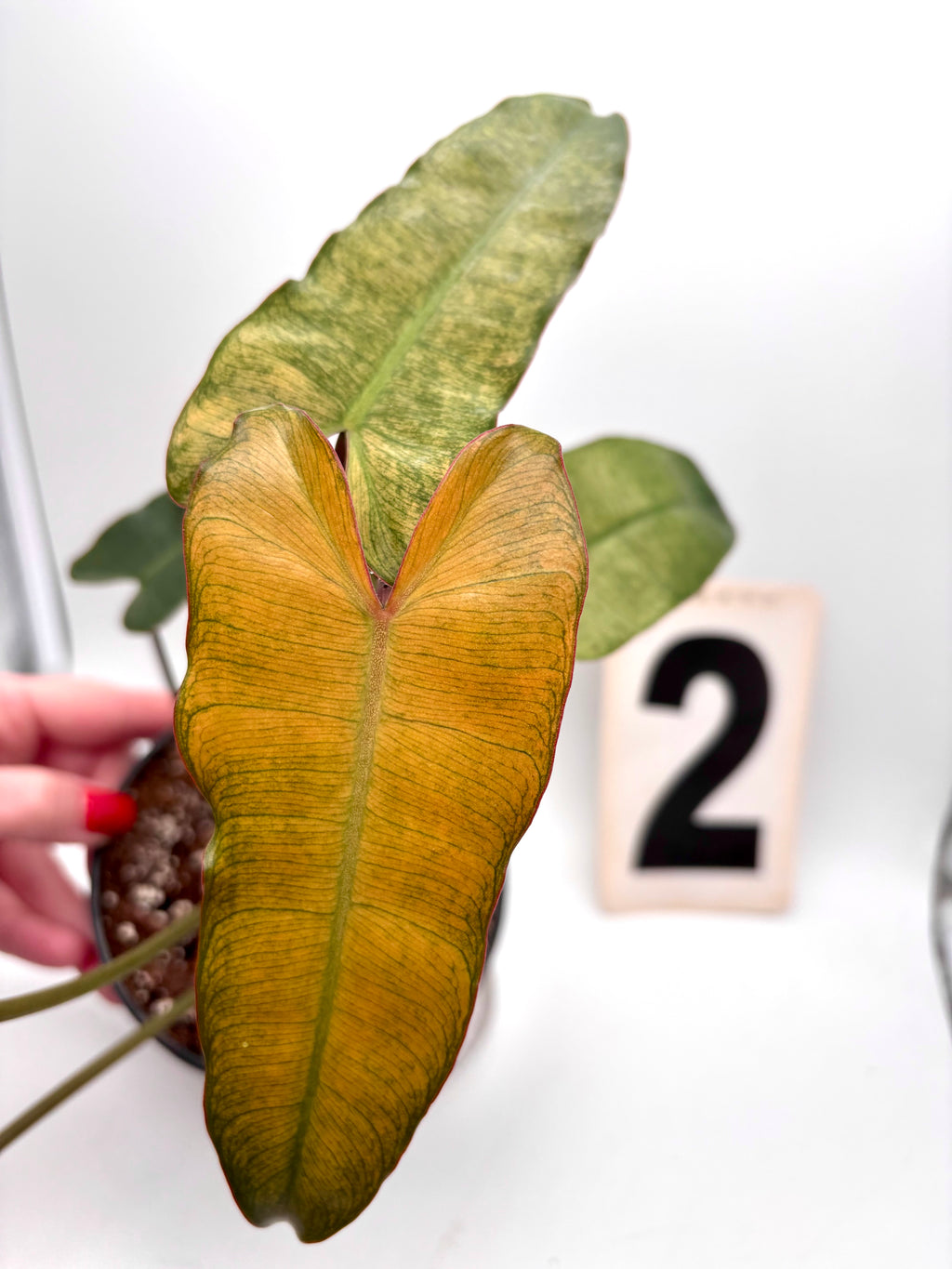 Philodendron Billietiae Mint-Blue-Gray Hybrid - Exotic-Flowers