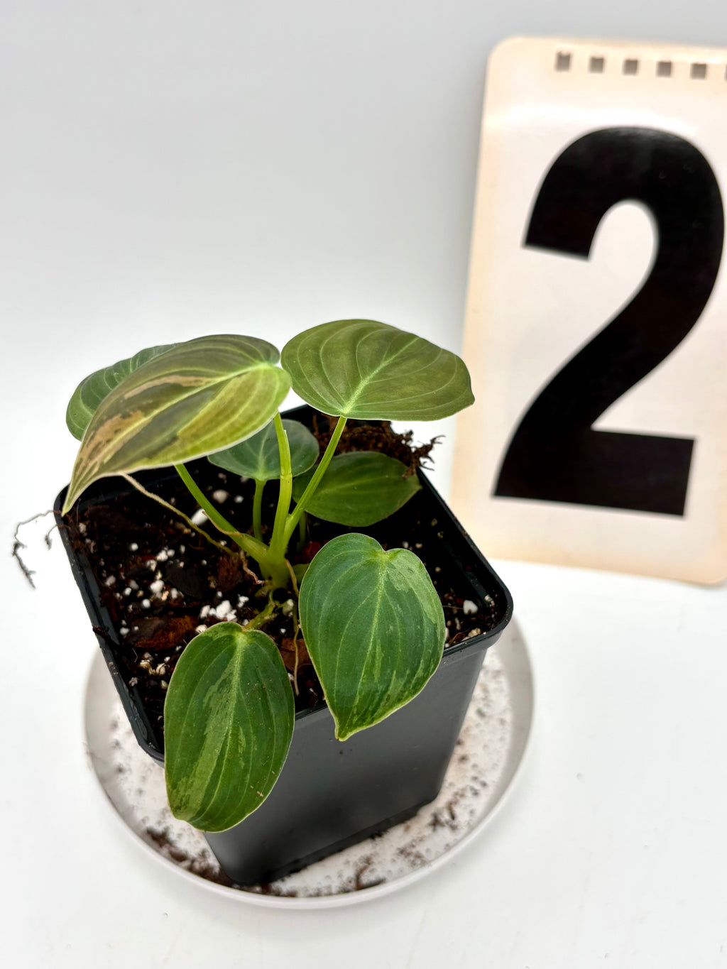 Philodendron Melanochrysum Variegata