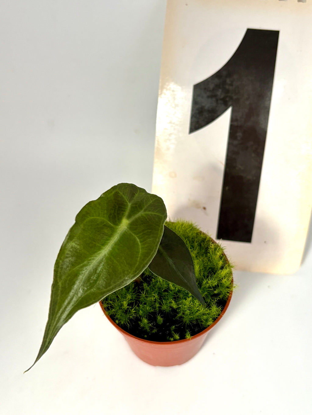 Alocasia Venom