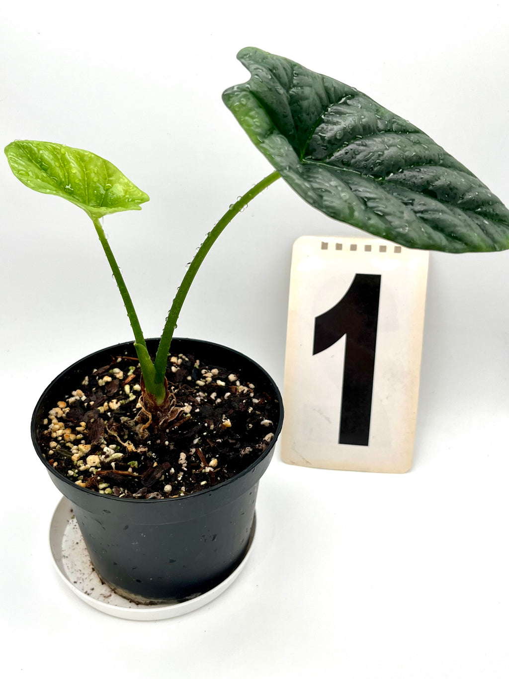 Alocasia Sinuata