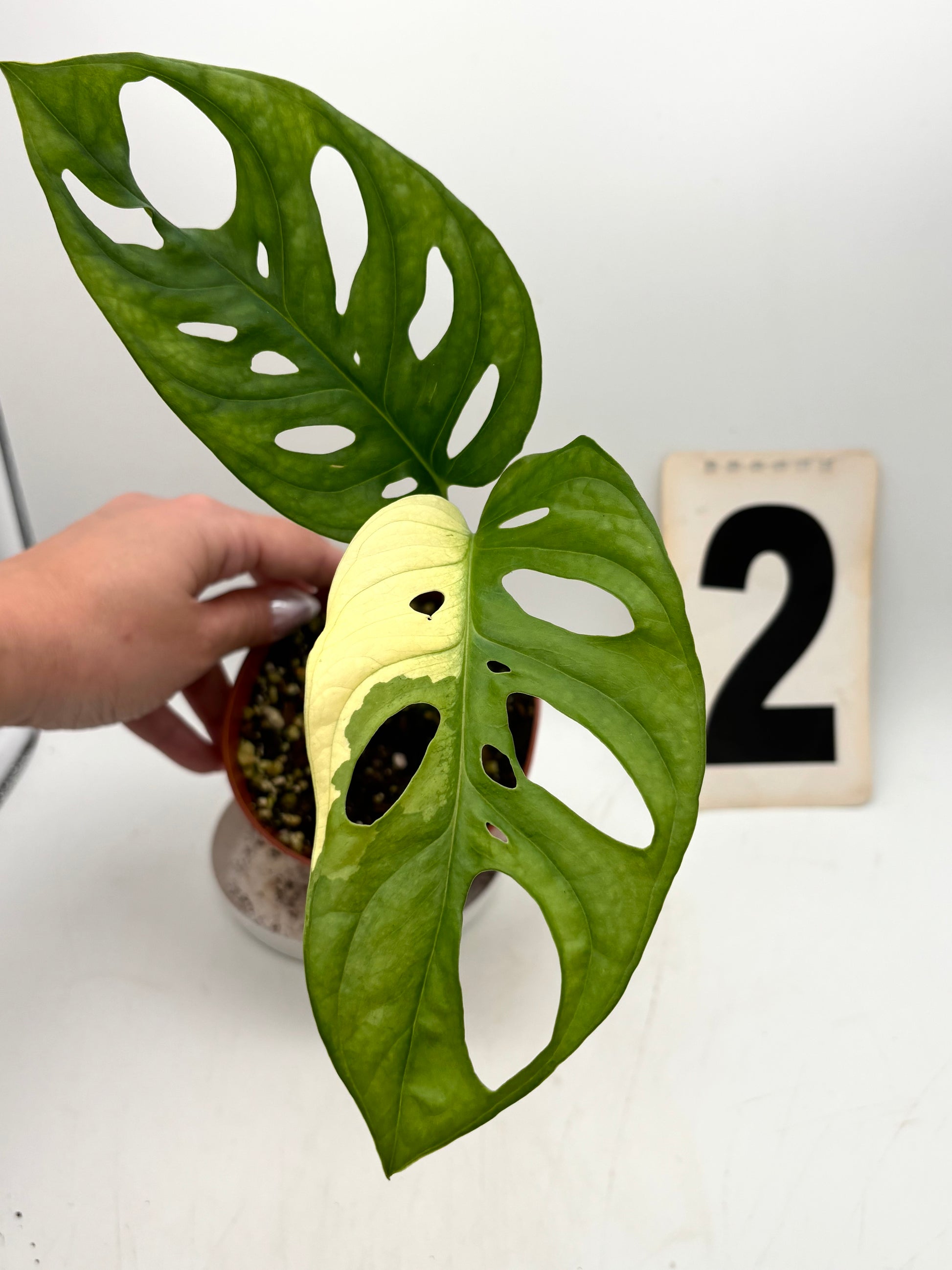 Monstera Adansonii Variegata