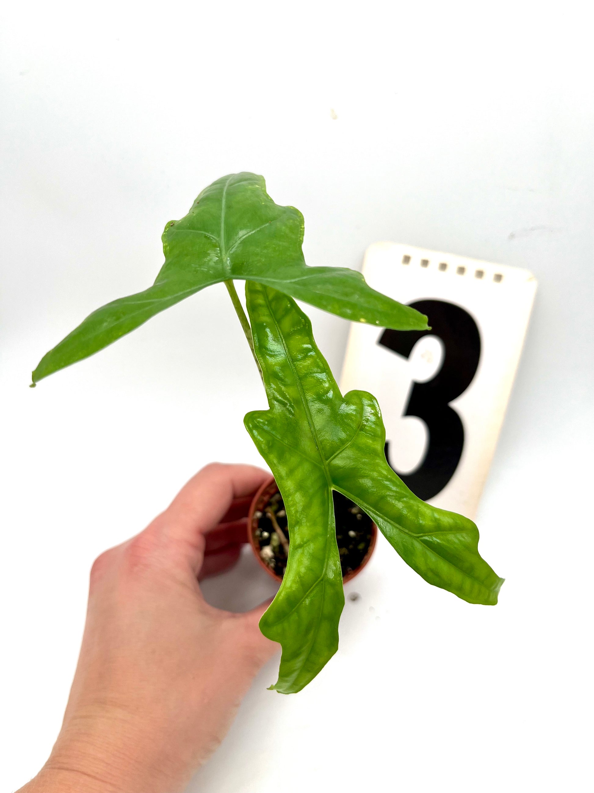 Alocasia Nycteris (Bat Wing)