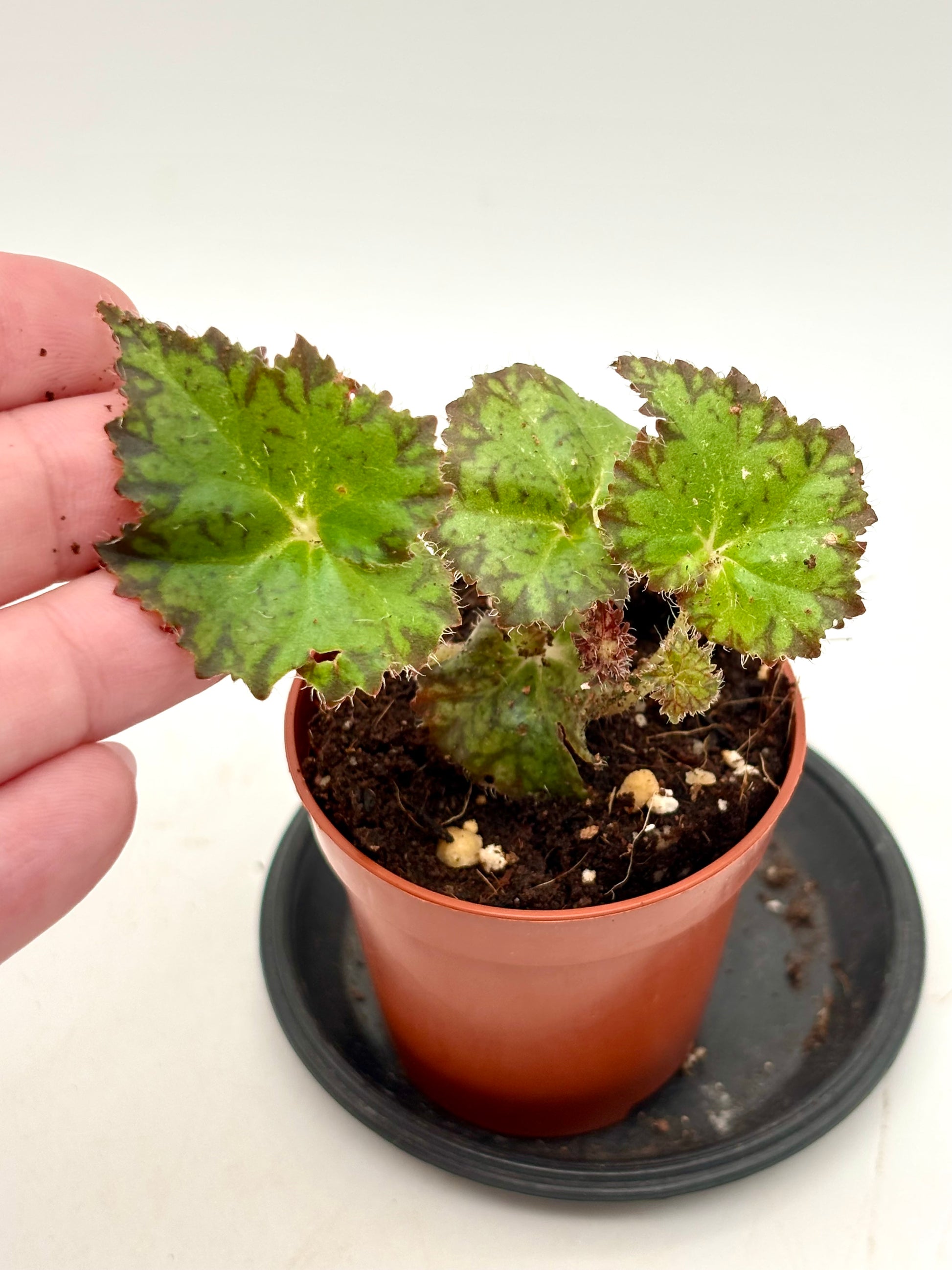 Begonia Crystal Brook