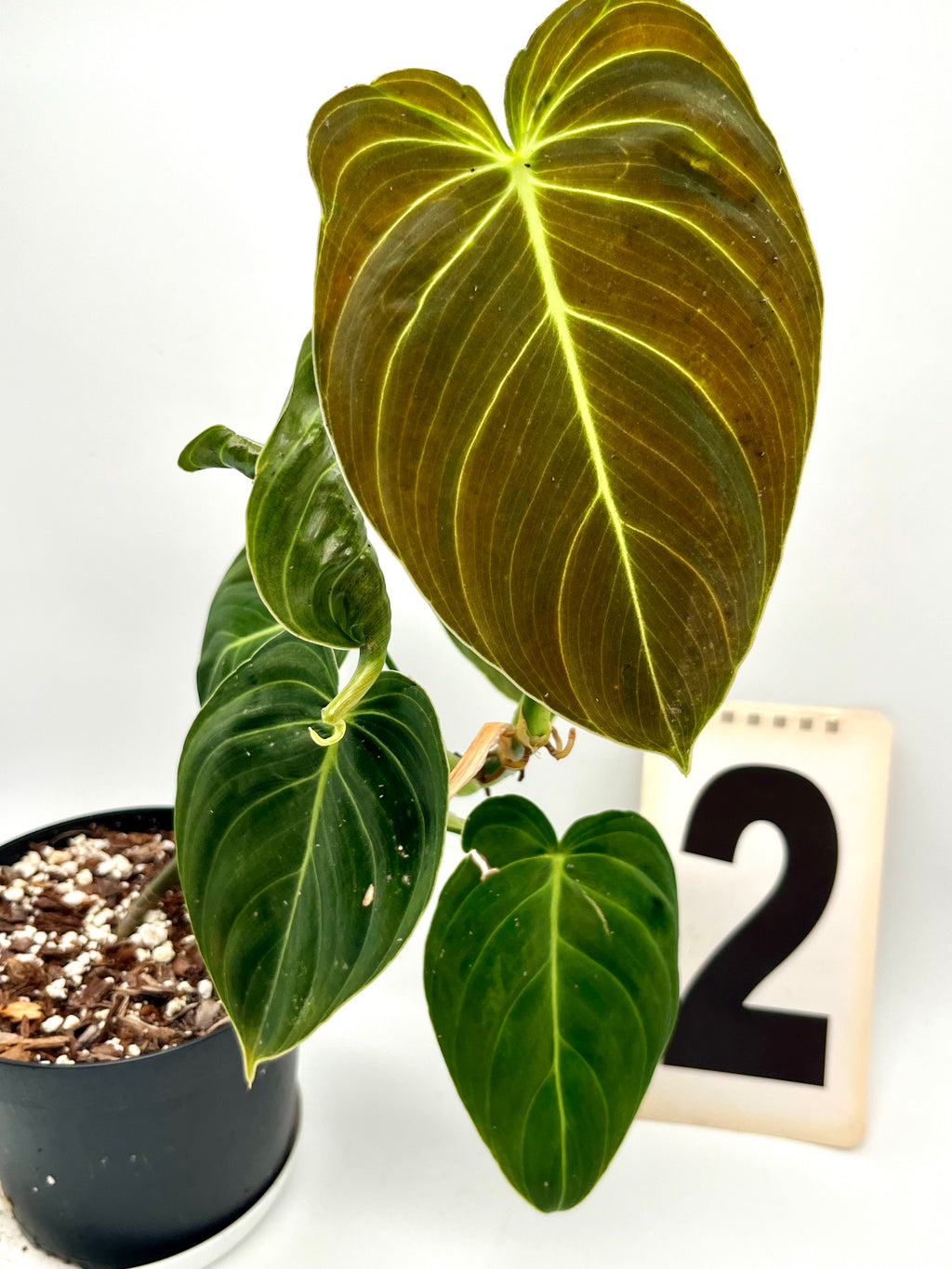Philodendron Melanochrysum