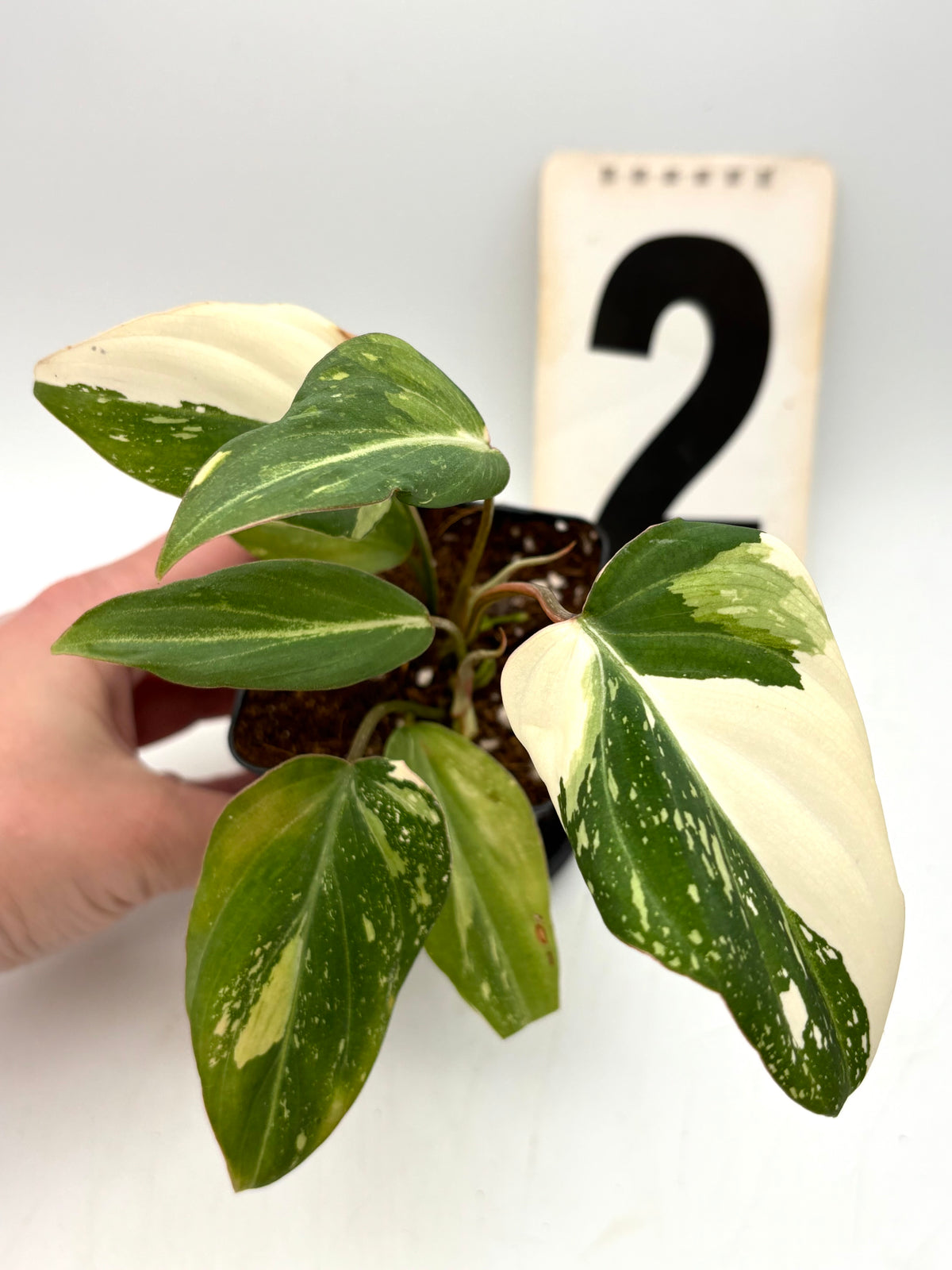 Variegierter Philodendron Gloriosum Tricolor von Exotic-Flowers, grüne Blätter mit weißen und rosafarbenen Mustern, große tropische Pflanze