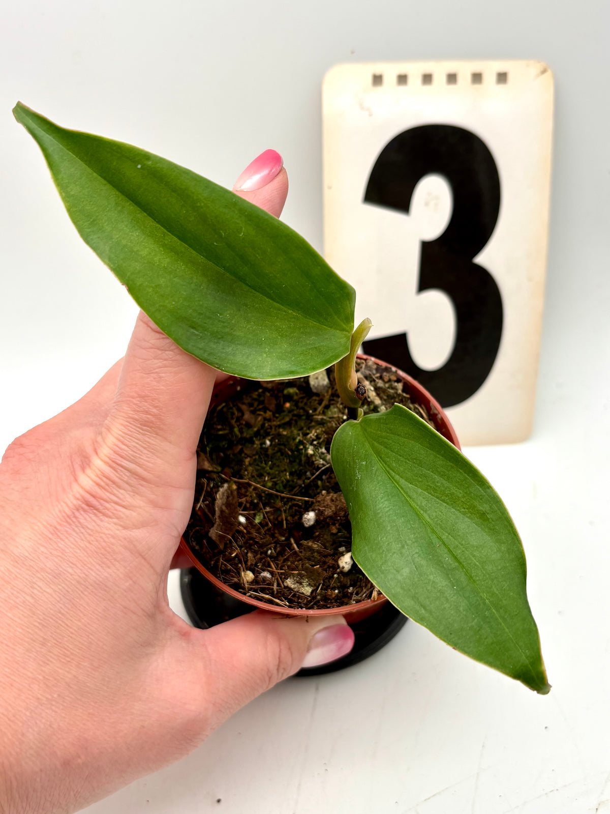 Philodendron Burle Marx Fantasy Pflanze von Exotic-Flowers mit grünen, geschwungenen Blättern in Top-Qualität
