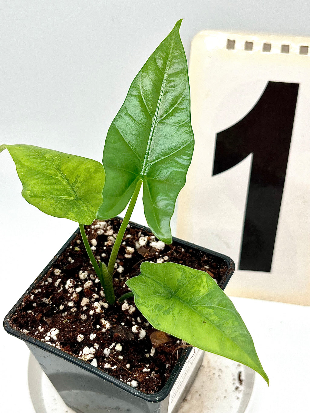 Alocasia Simpo Aurea Variegata