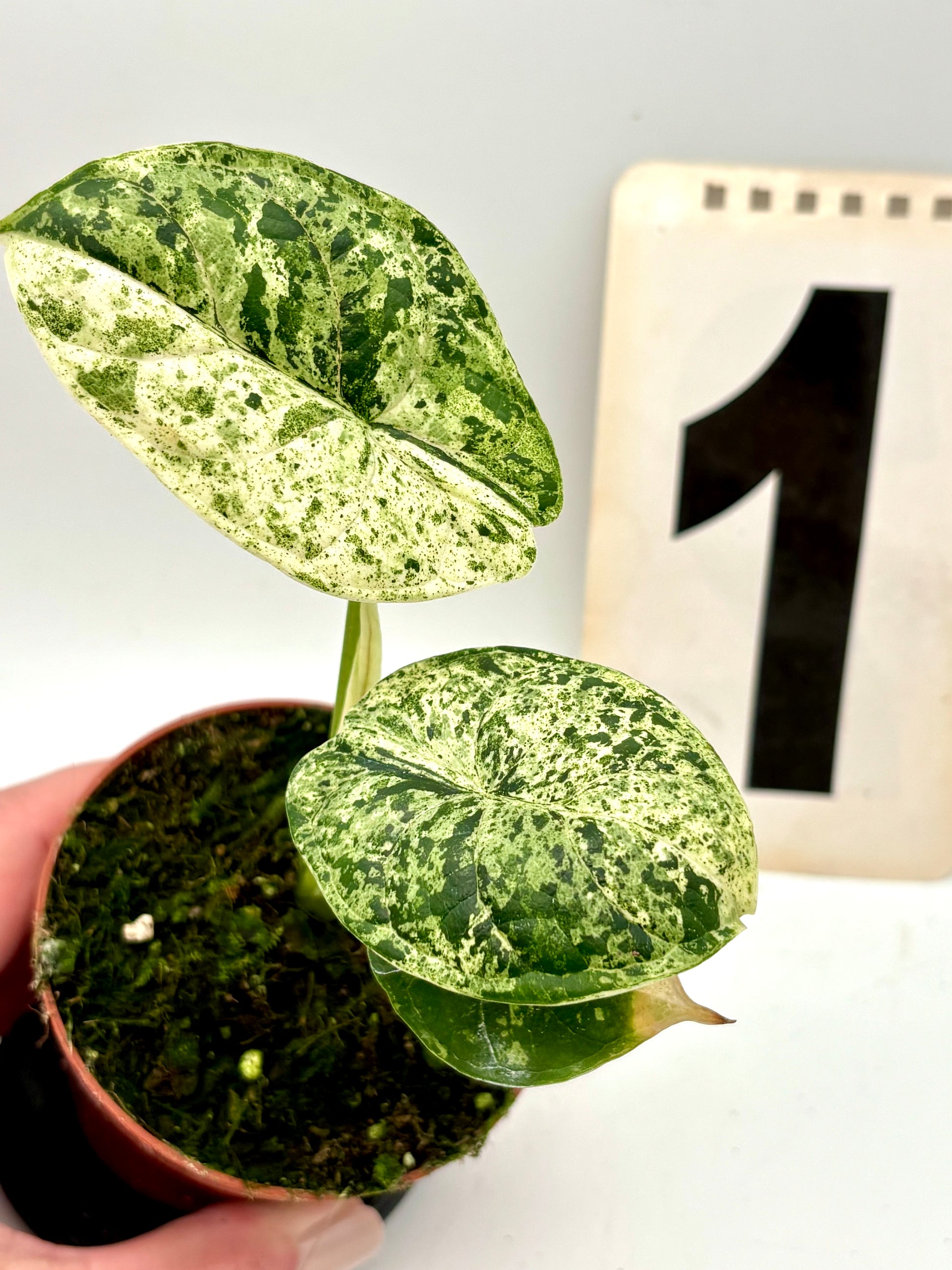 Alocasia Dragon Scale Mint Pflanze von Exotic-Flowers mit großen, gezackten, dunklen Blättern und auffälliger Musterung