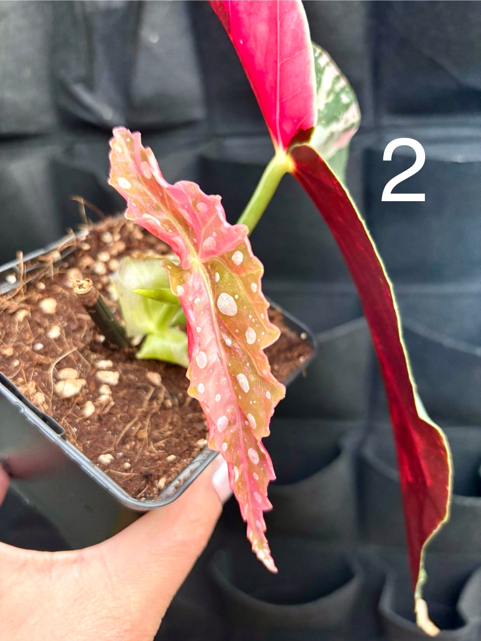 Begonia Maculata Pink Variegata