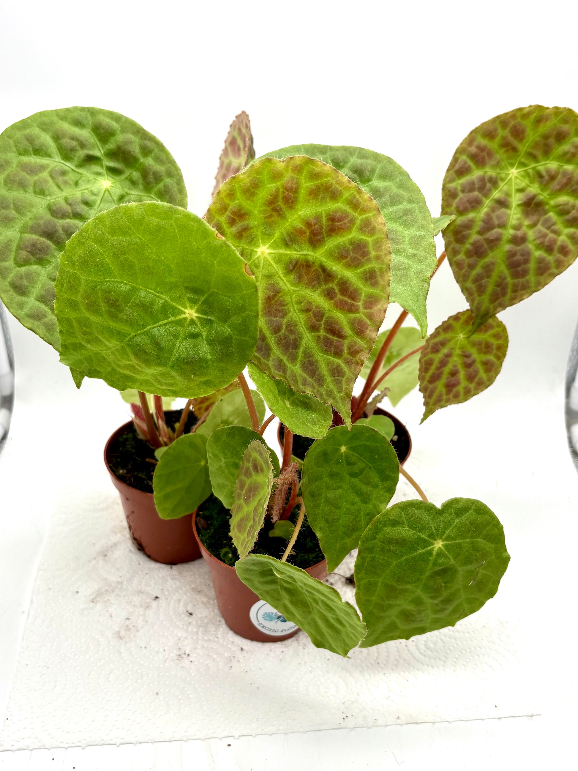 Begonia Phuthoensis von Exotic-Flowers mit grünen Blättern und auffälligen roten Blüten, im Topf auf einem Gartentisch.