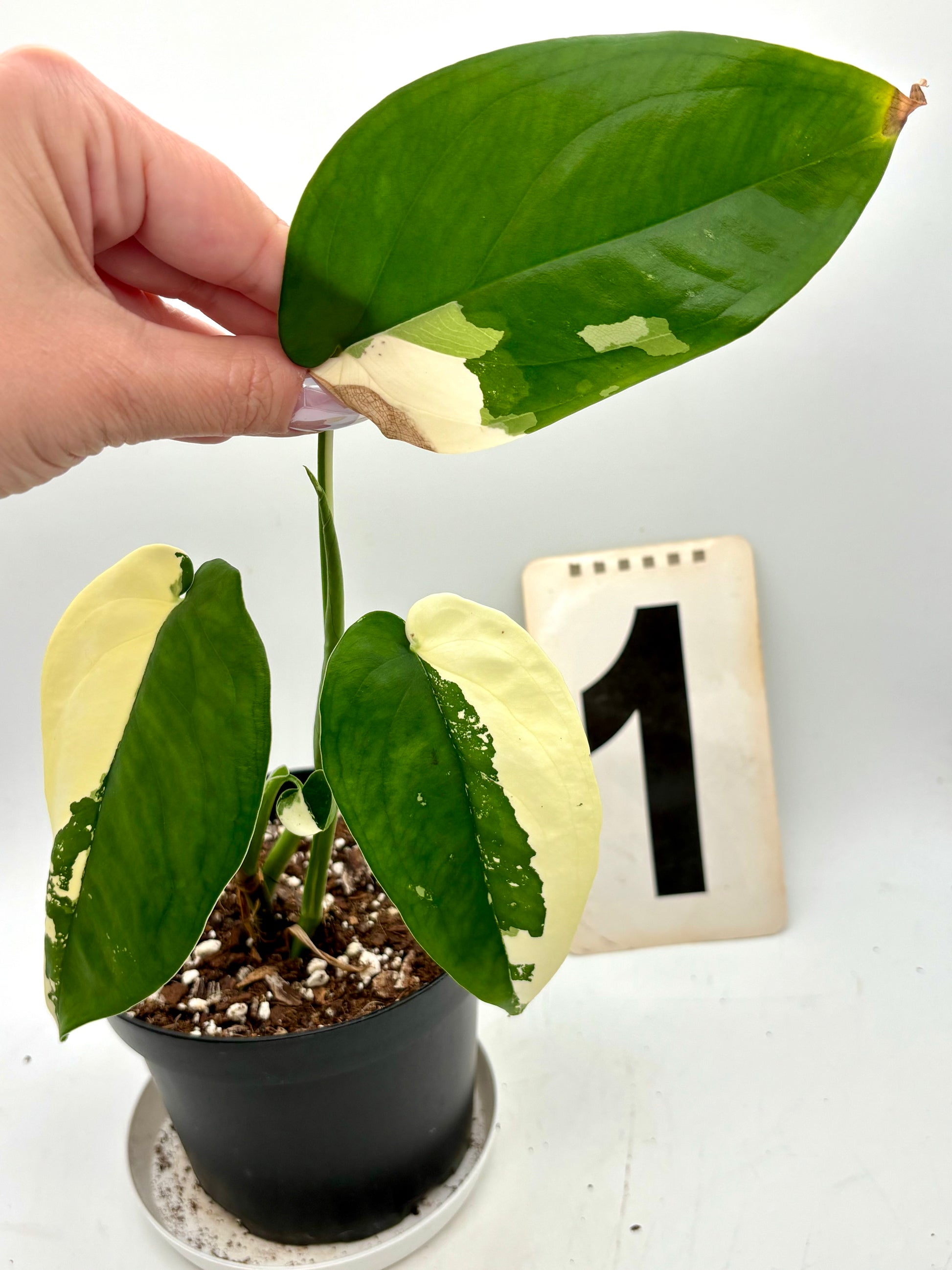 Syngonium Chiapense Variegata Pflanze mit grünen und weißen Blättern, exotische Zimmerpflanze von Exotic-Flowers
