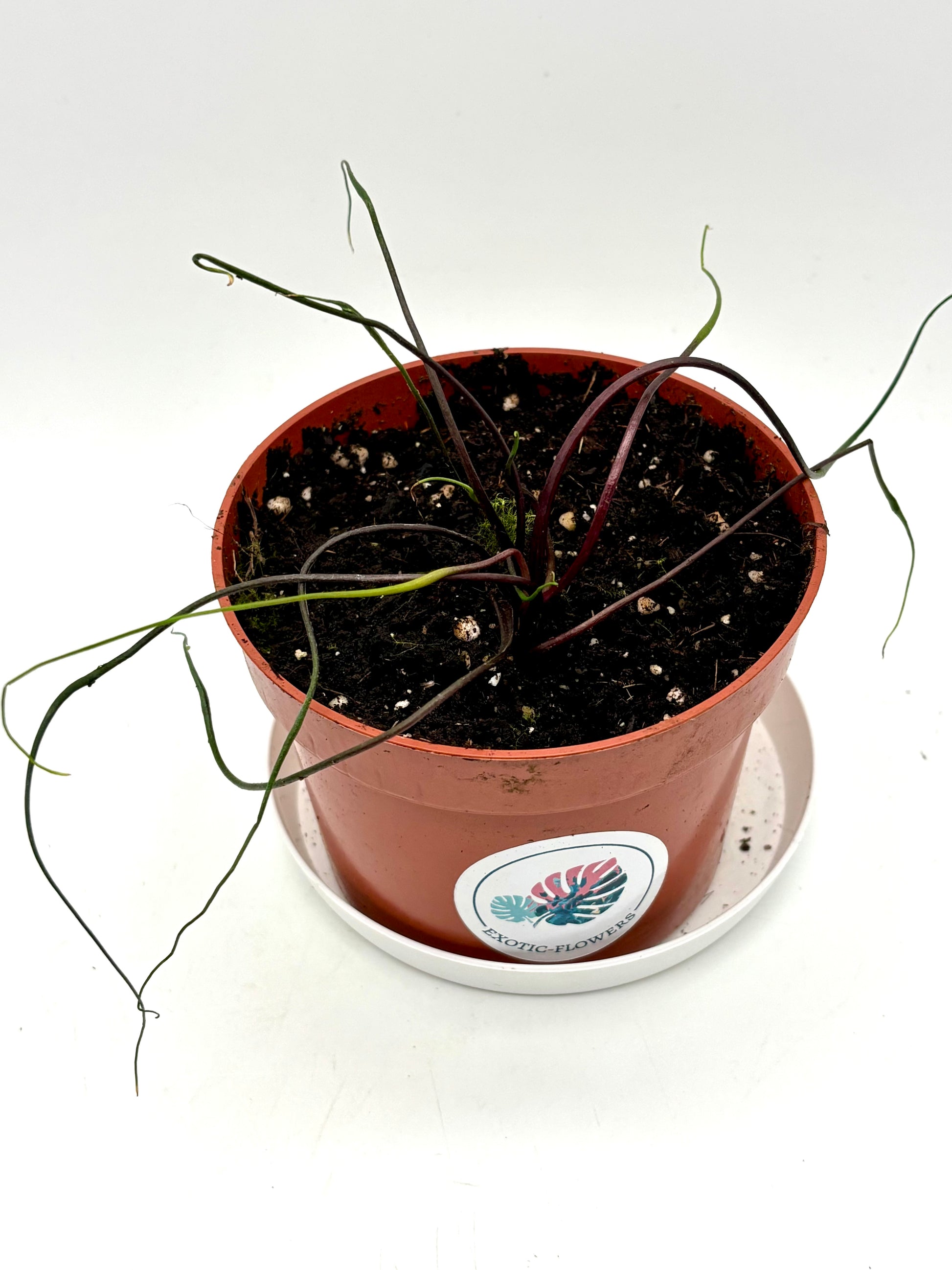 Alocasia Flying squid