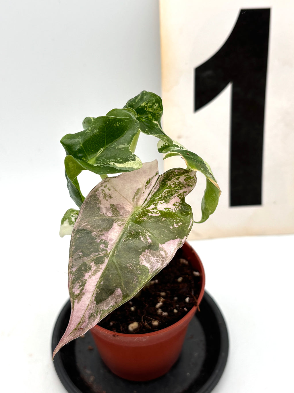 Alocasia Polly Variegata ‚Snowflake‘