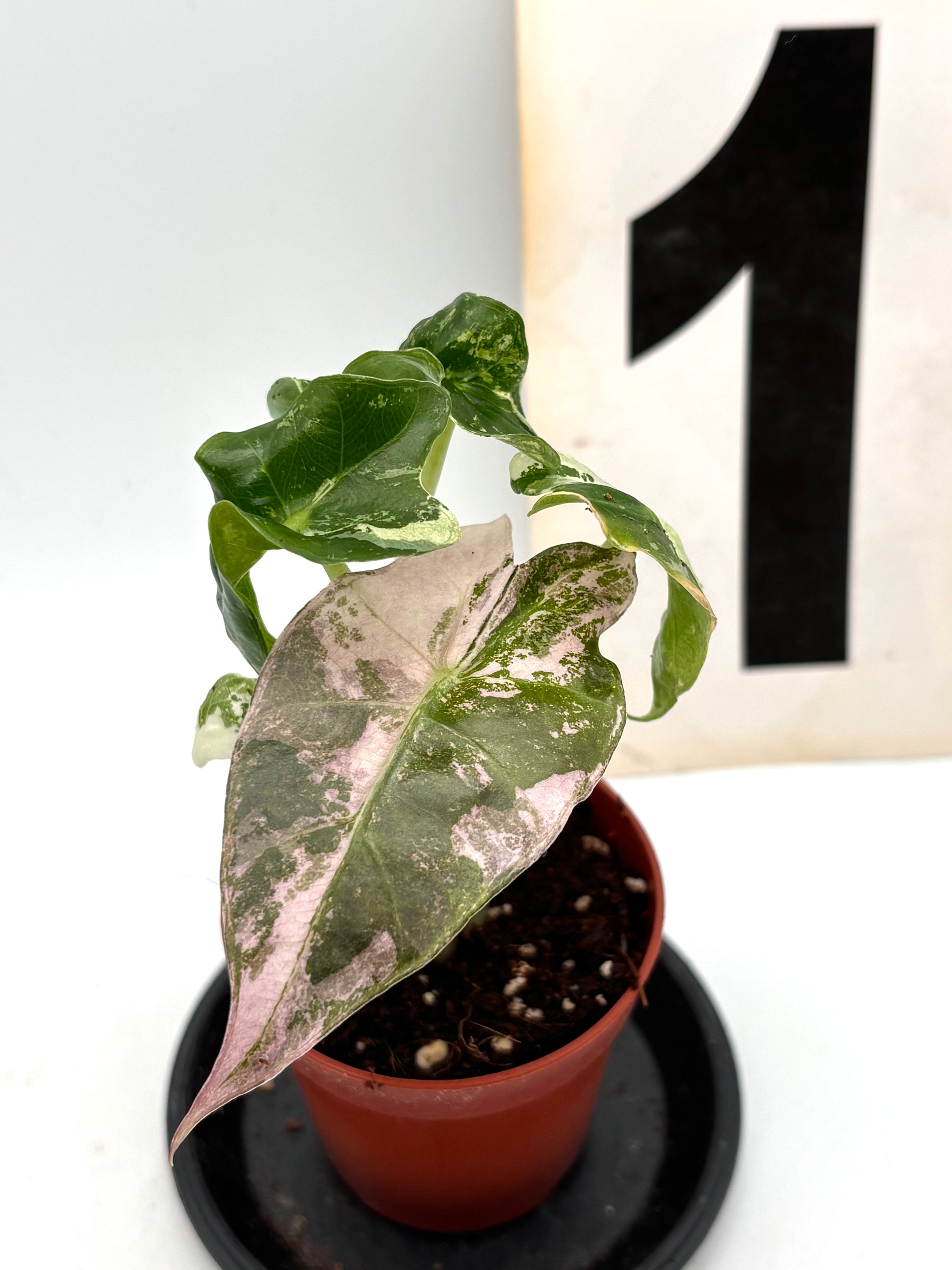 Alocasia Polly Variegata ‚Snowflake‘