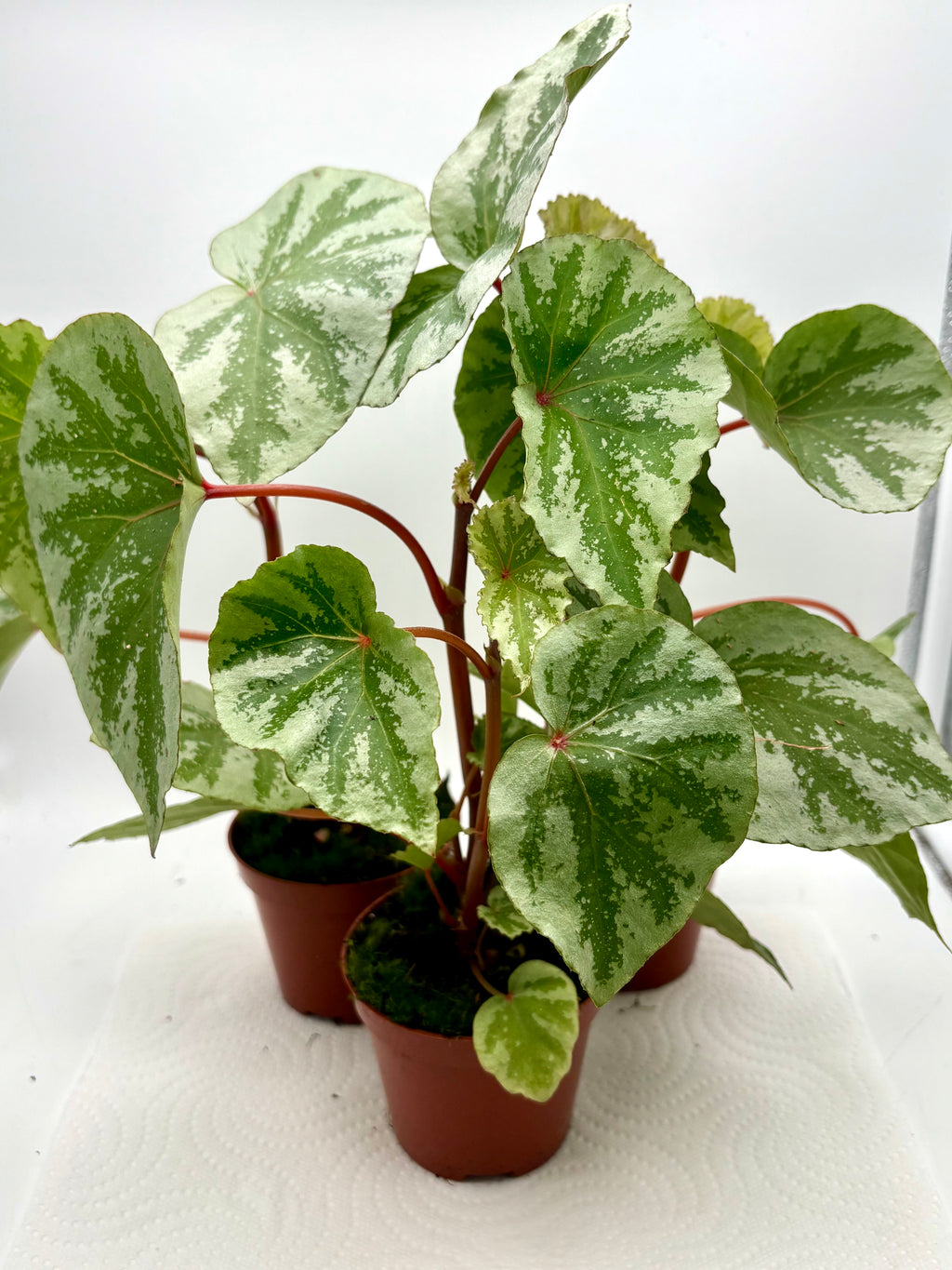 Bunte Begonie Temuyuk von Exotic-Flowers mit grünen Blättern und farbenfrohen Blüten, perfekt für Zimmerpflanzen und Dekoration.