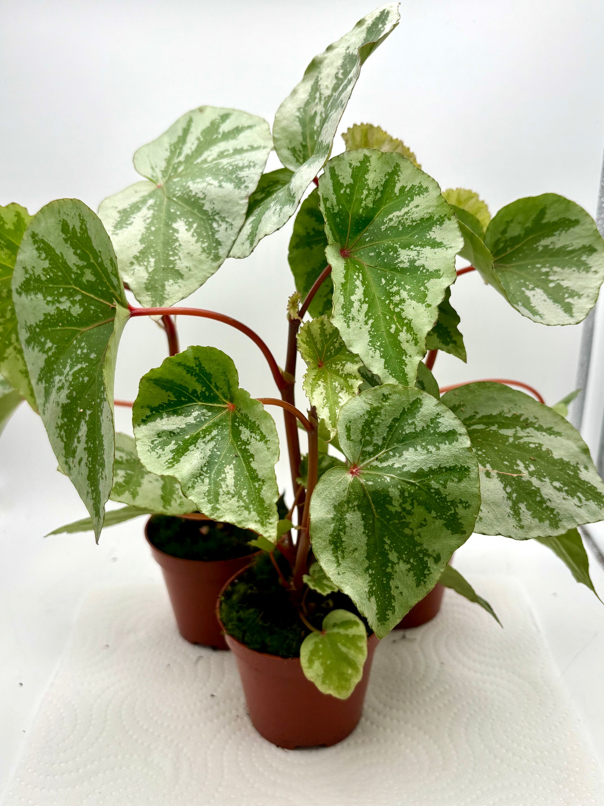 Begonia Temuyuk