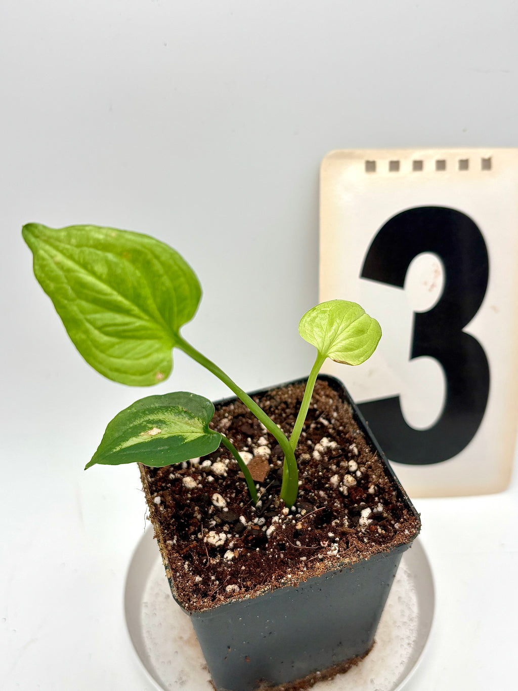 Syngonium Mouse Ears