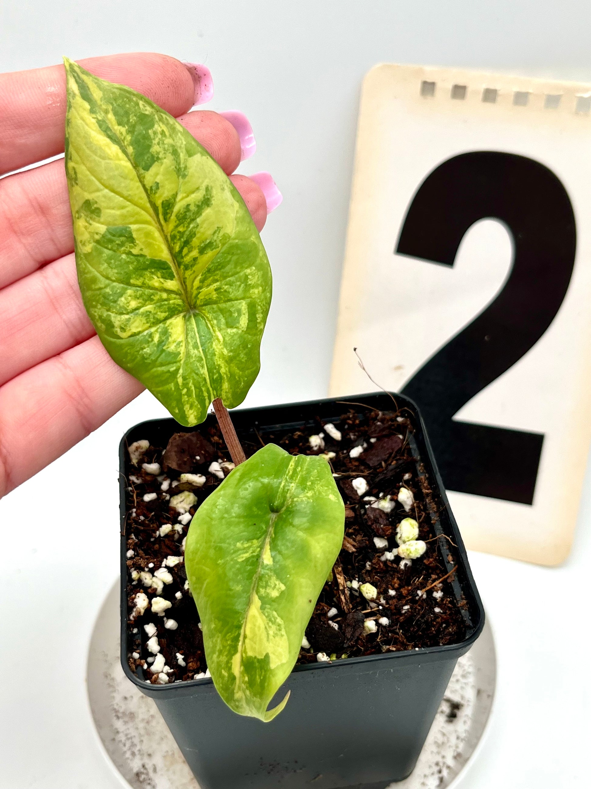 Alocasia Scalprum Variegata