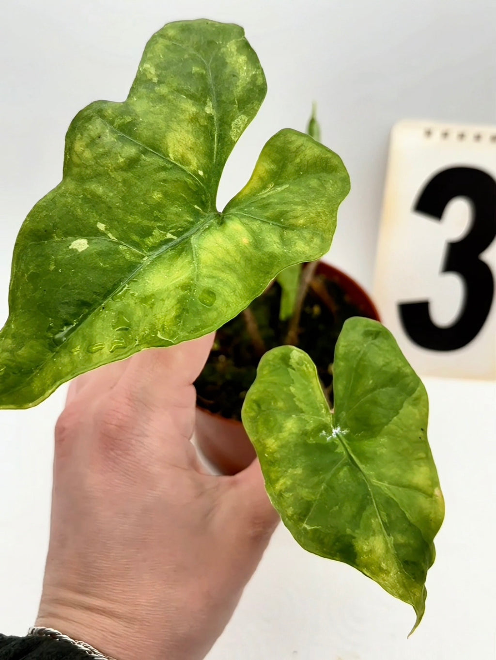 Alocasia Batwing Variegata von Exotic-Flowers mit großen, variierten Blättern und auffälligem Muster, Pflanze im Topf.