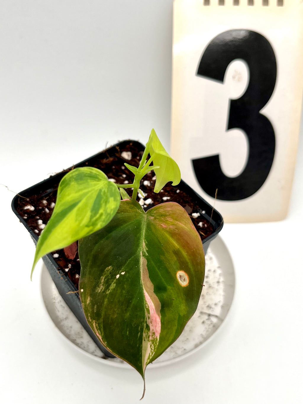 Philodendron Micans Variegata