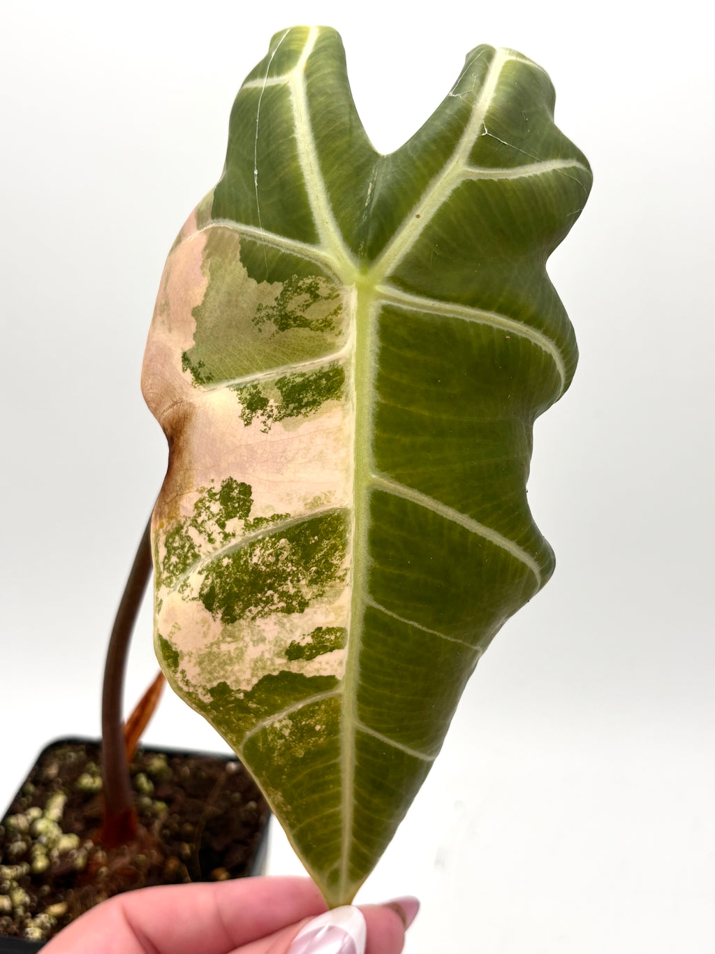 Alocasia Watsoniana Red Vein Variegata