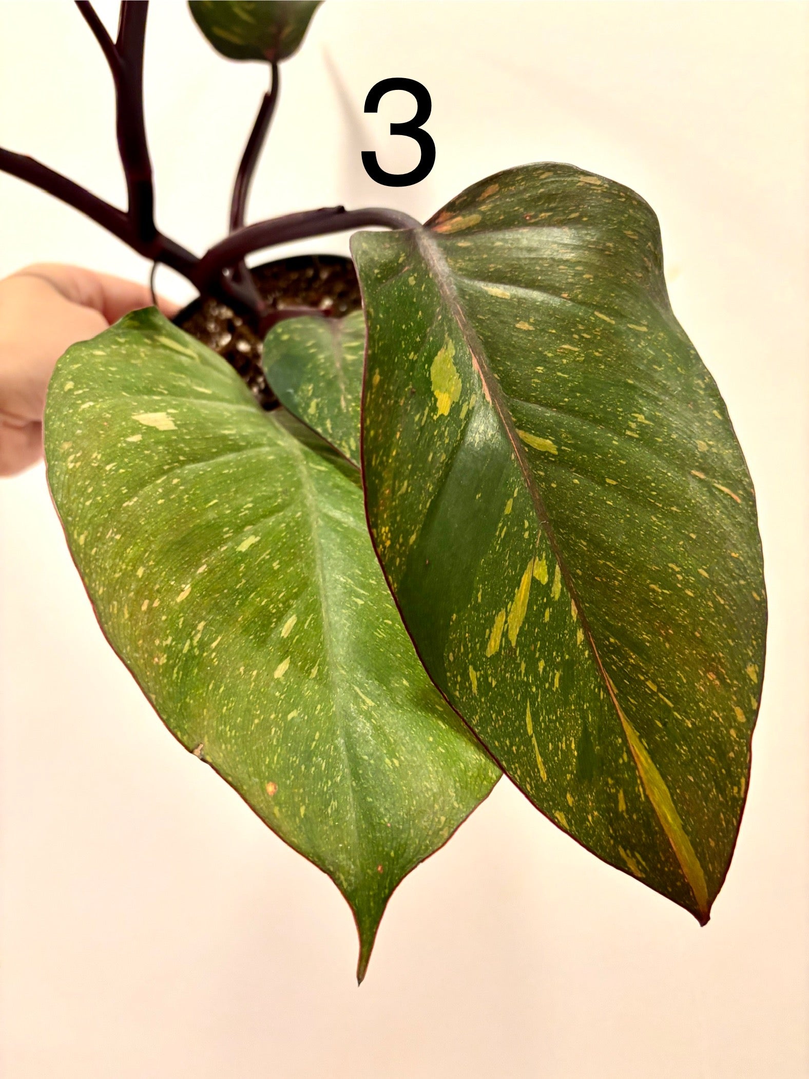 Philodendron Orange Princess