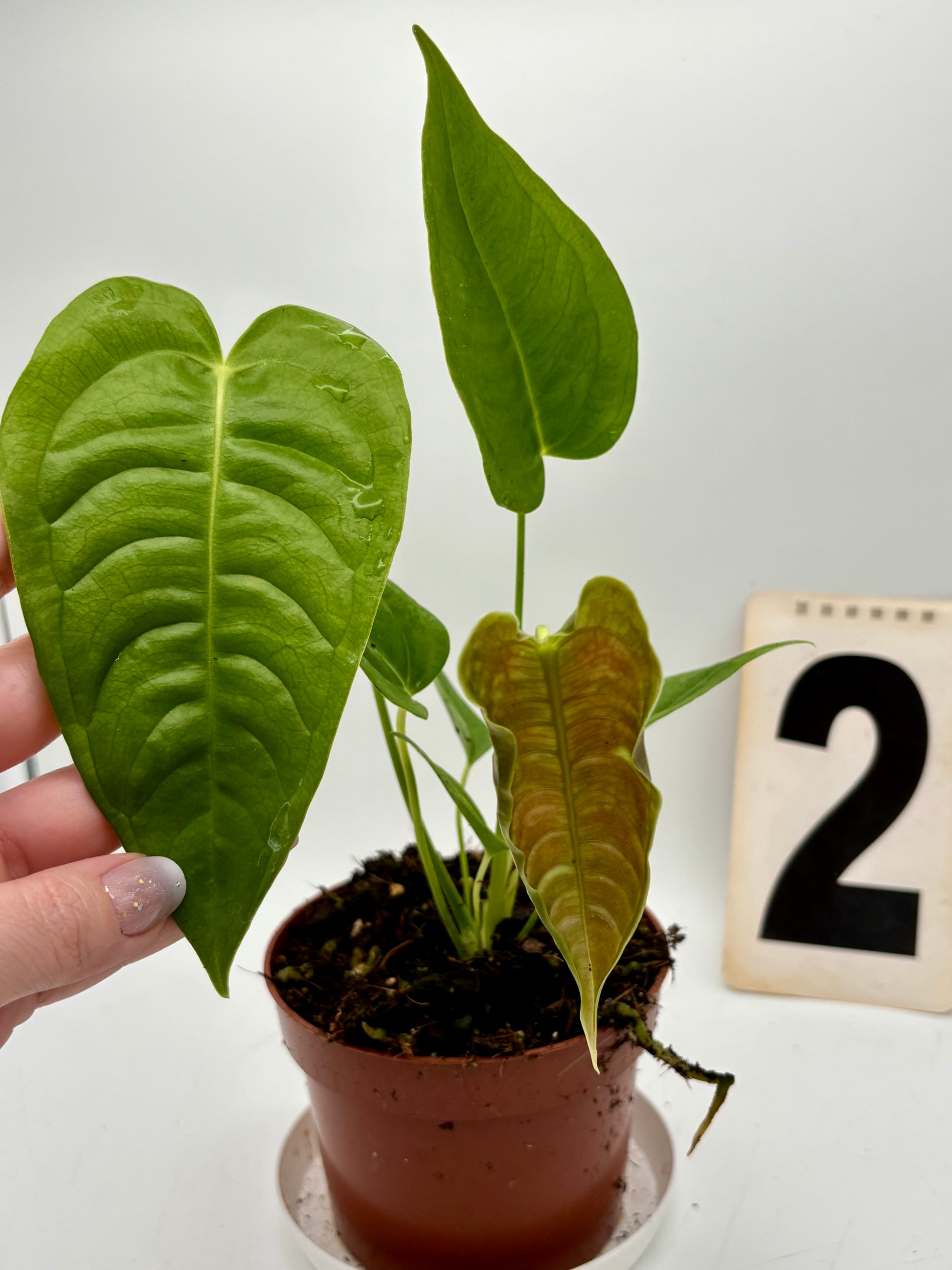Anthurium Veitchii - Exotic-Flowers