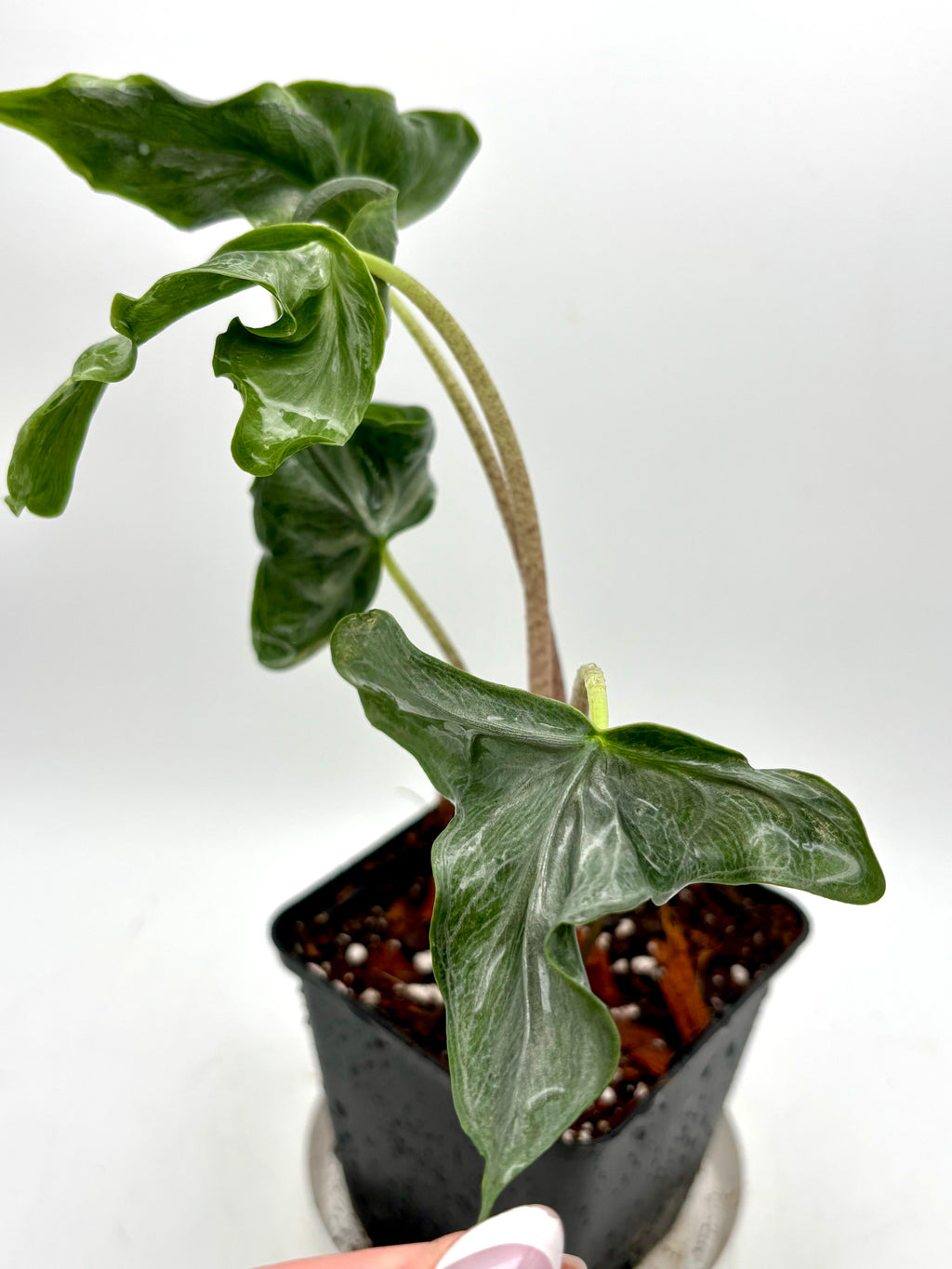 Alocasia Holy Grail