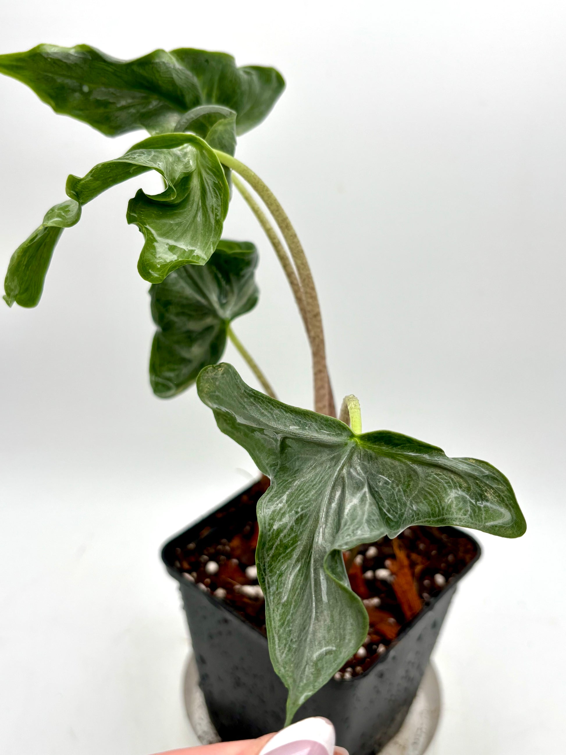 Alocasia Holy Grail