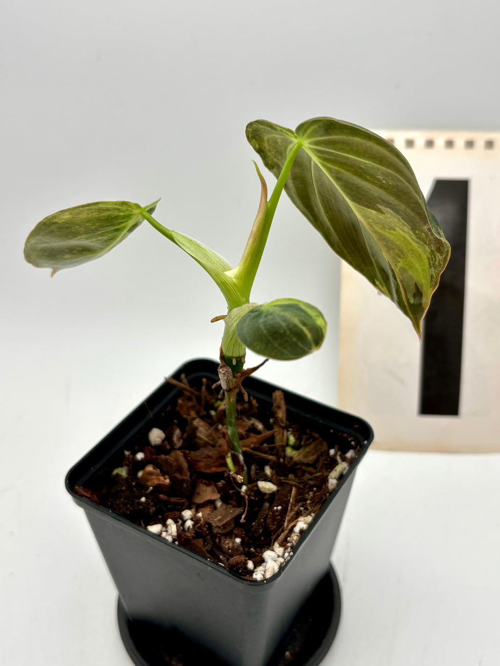 Philodendron Melanochrysum Variegata Pflanze mit grünen und variegierten Blättern, exotisch und dekorativ.