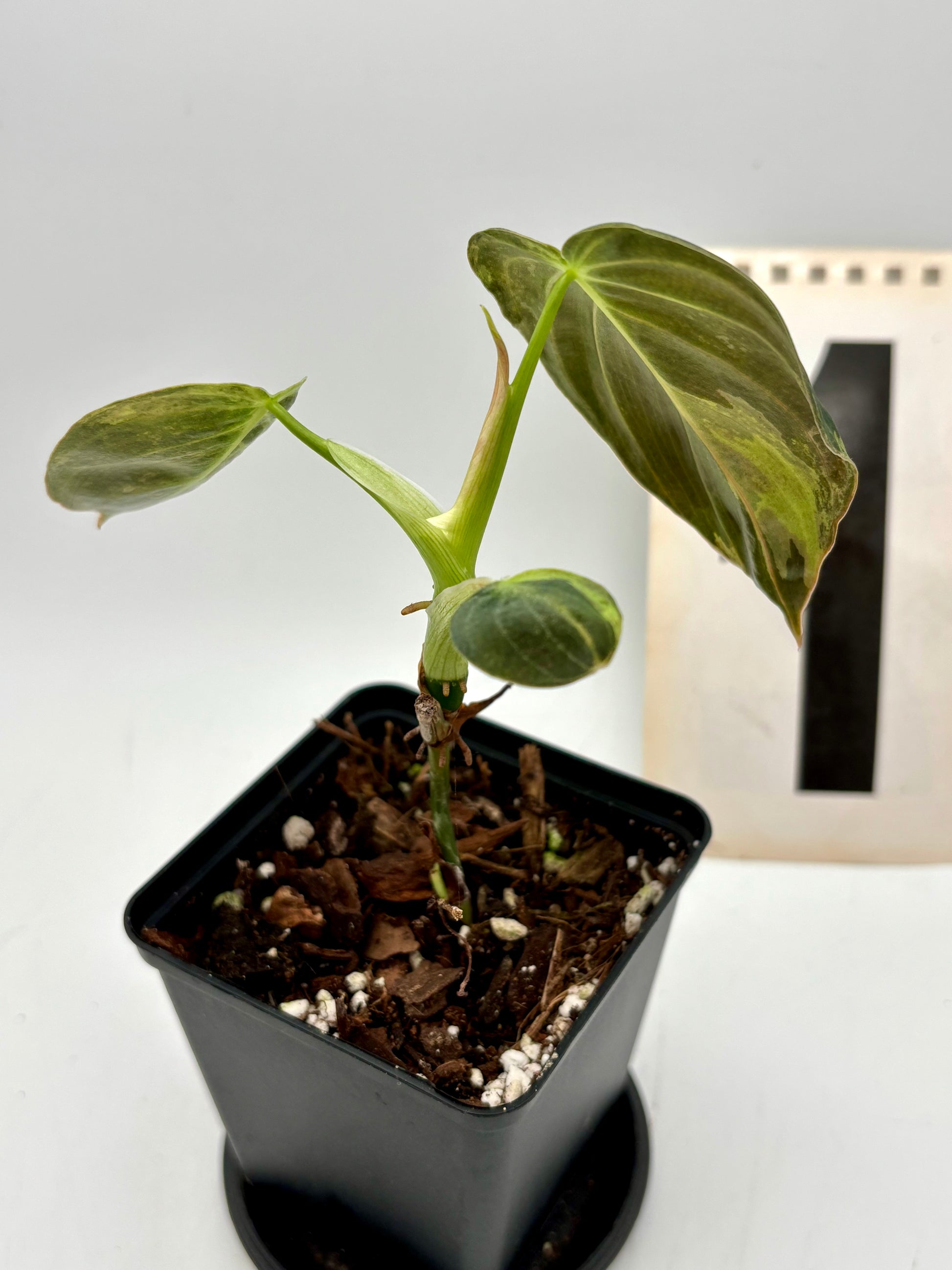 Philodendron Melanochrysum Variegata Pflanze mit grünen und variegierten Blättern, exotisch und dekorativ.