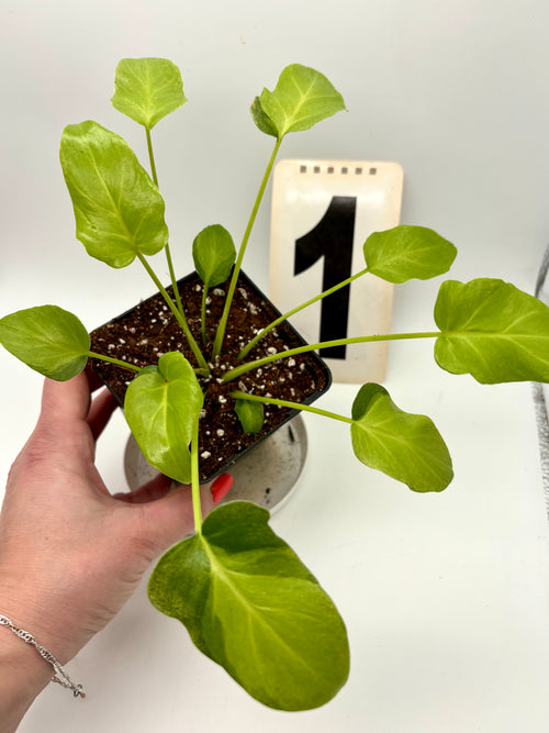 Philodendron Xanadu Dwarf Variegata – Exotic-Flowers