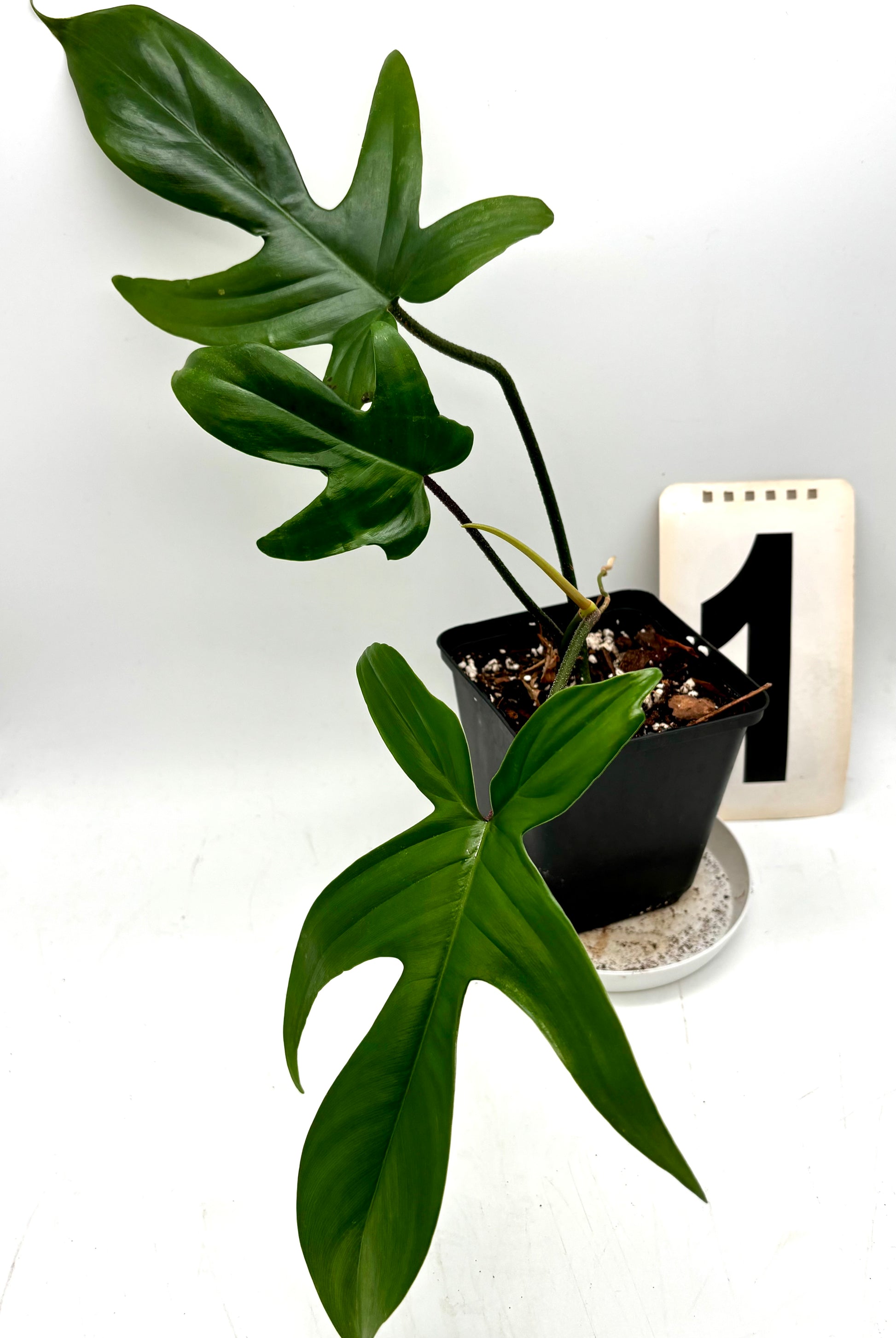 Philodendron Florida Beauty Green