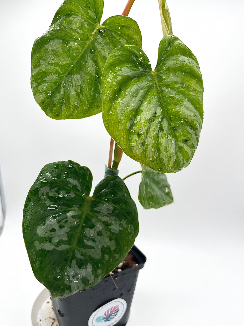 Philodendron Brandtianum (Wild Form)