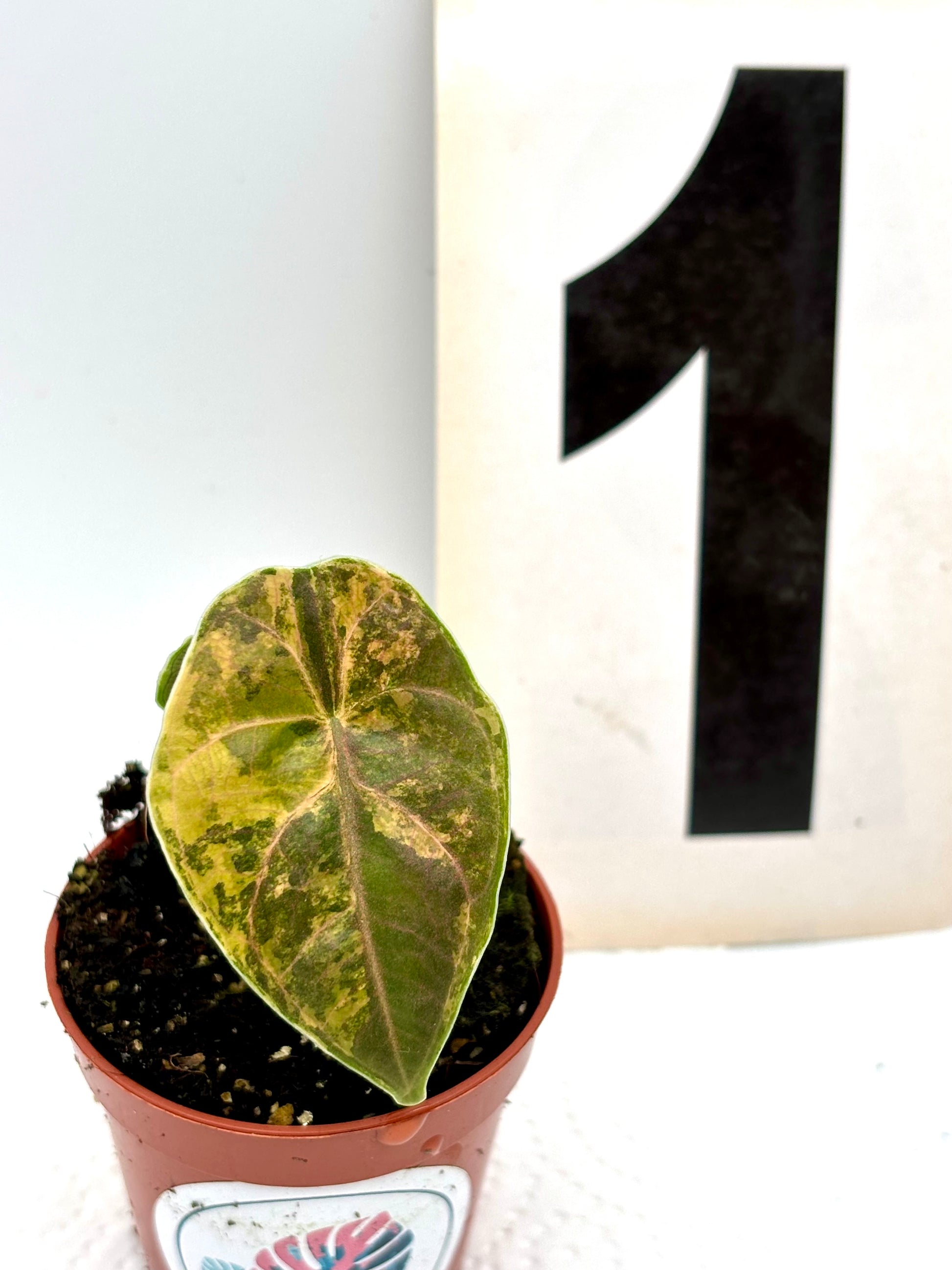 Alocasia Azlanii Aurea Variegata