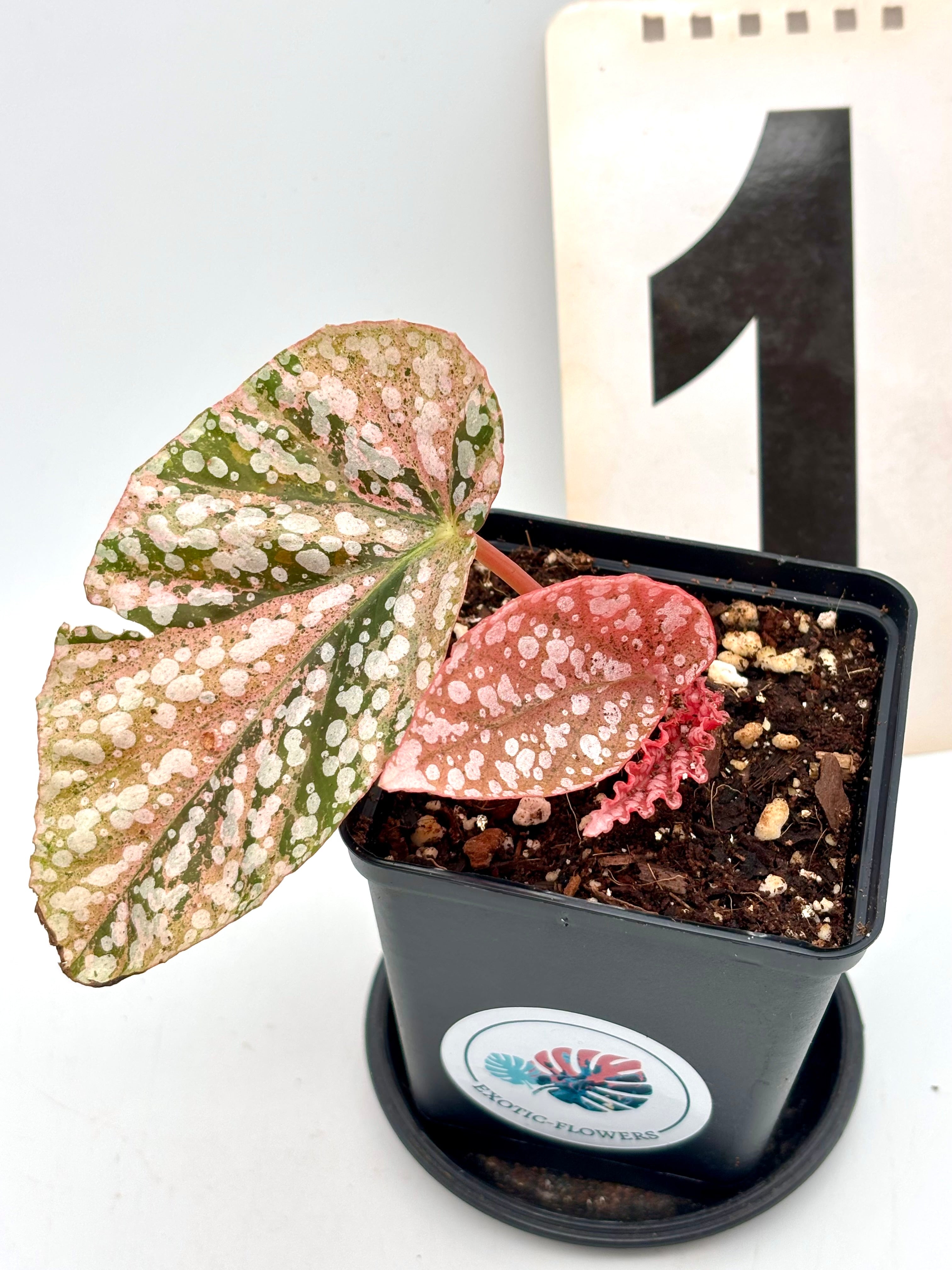 Begonia Snowcap Variegata – Exotic-Flowers