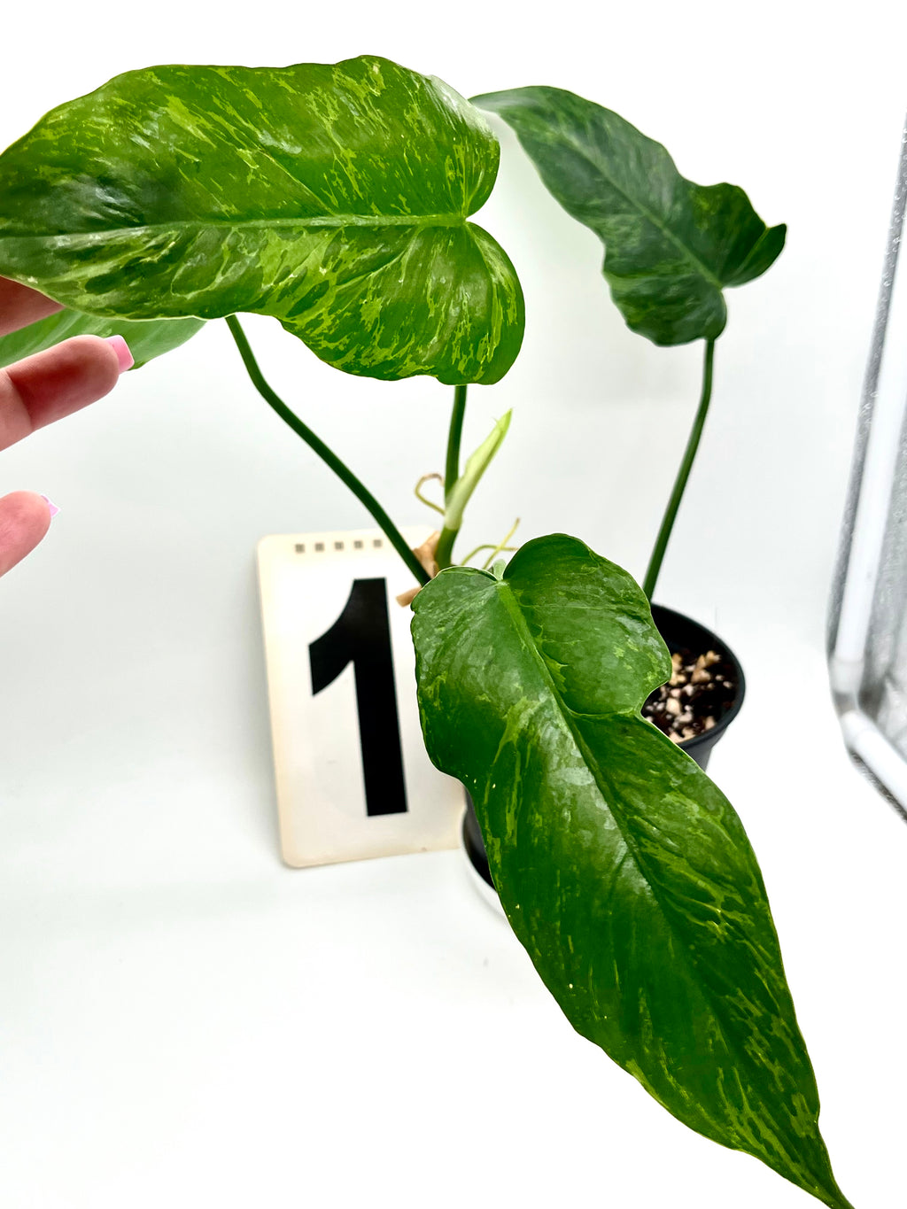 Philodendron Golden Dragon Lime Fiddle