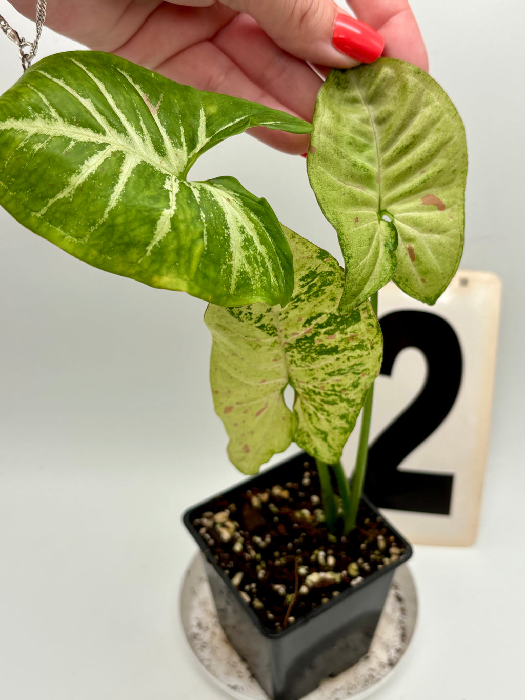 Syngonium Confetti Tricolor