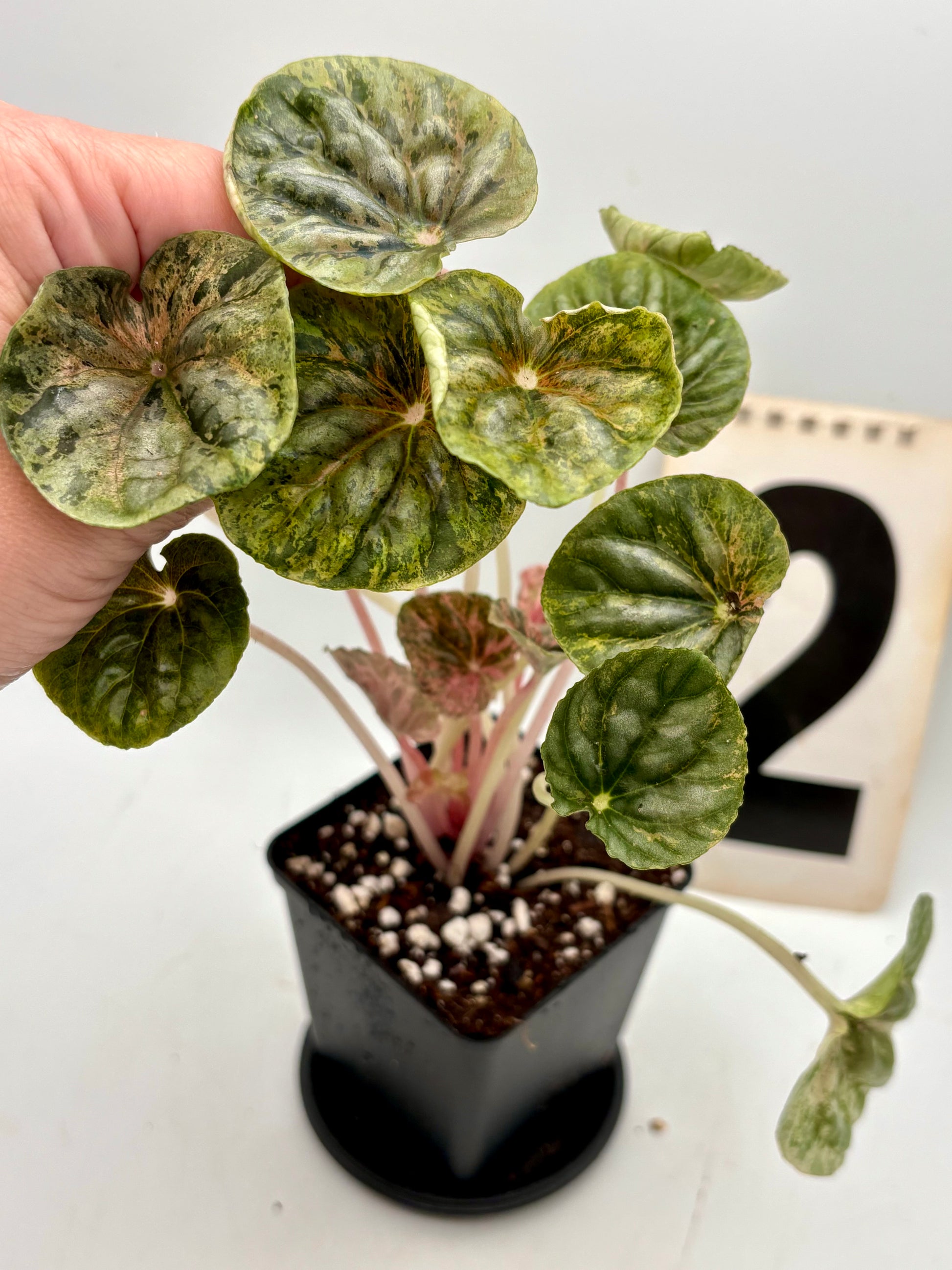 Peperomia Candora Variegata