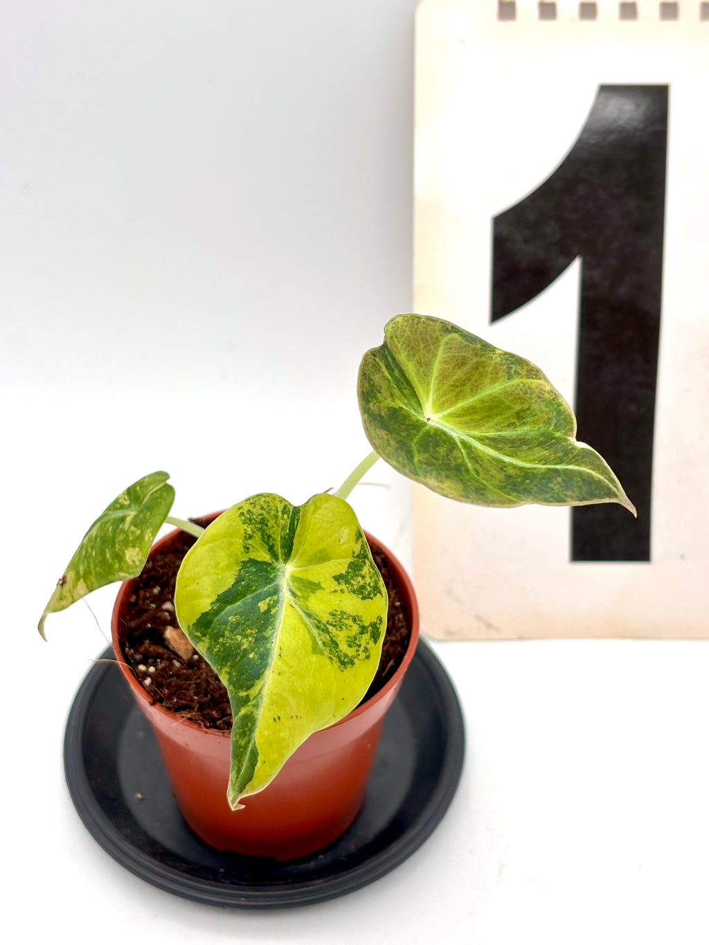 Alocasia Black Velvet Aurea Variegata von Exotic-Flowers mit schwarzen Blättern und goldgelben Variegationen, große, dekorative Pflanze