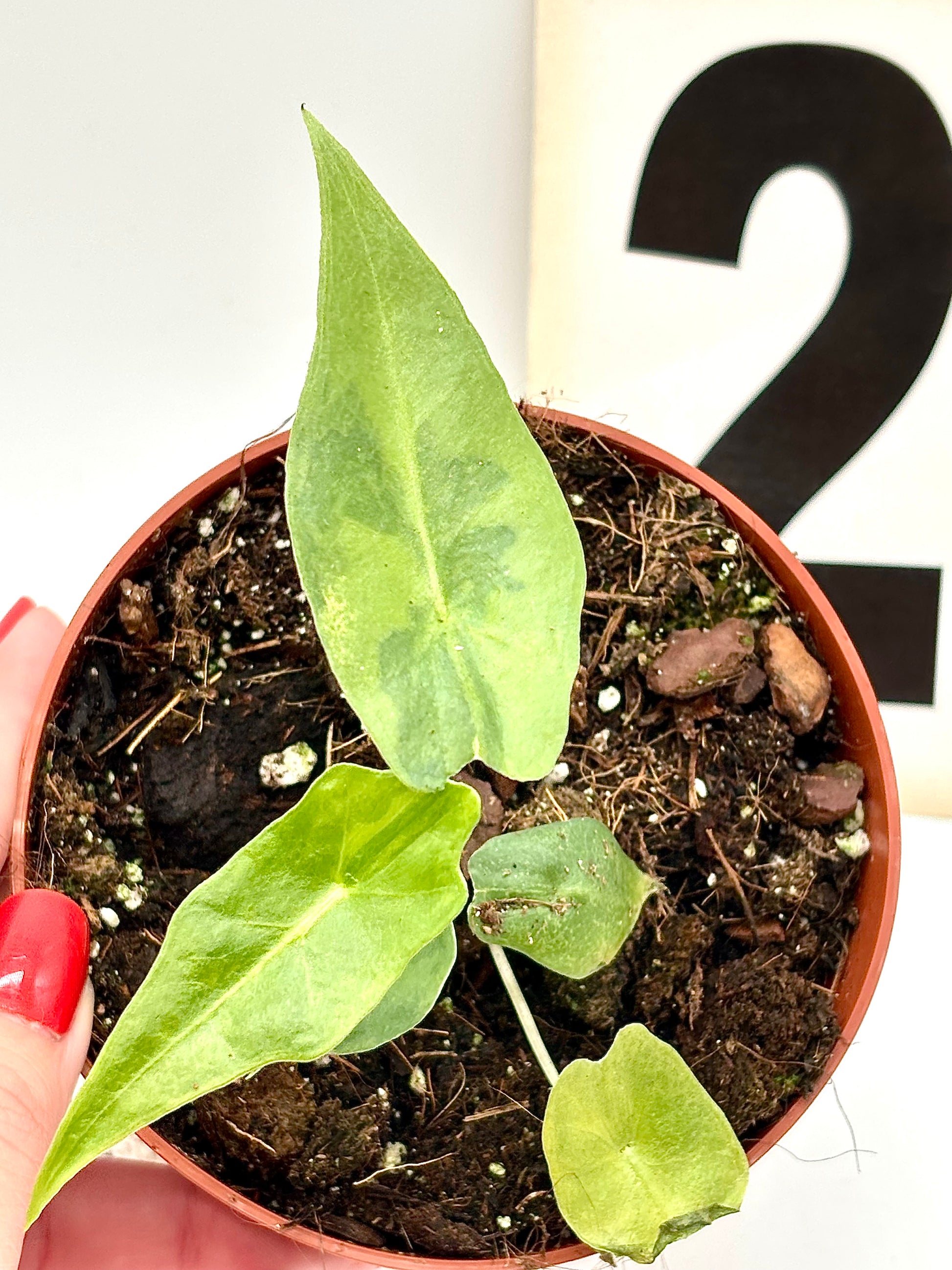 Alocasia Portei Variegata