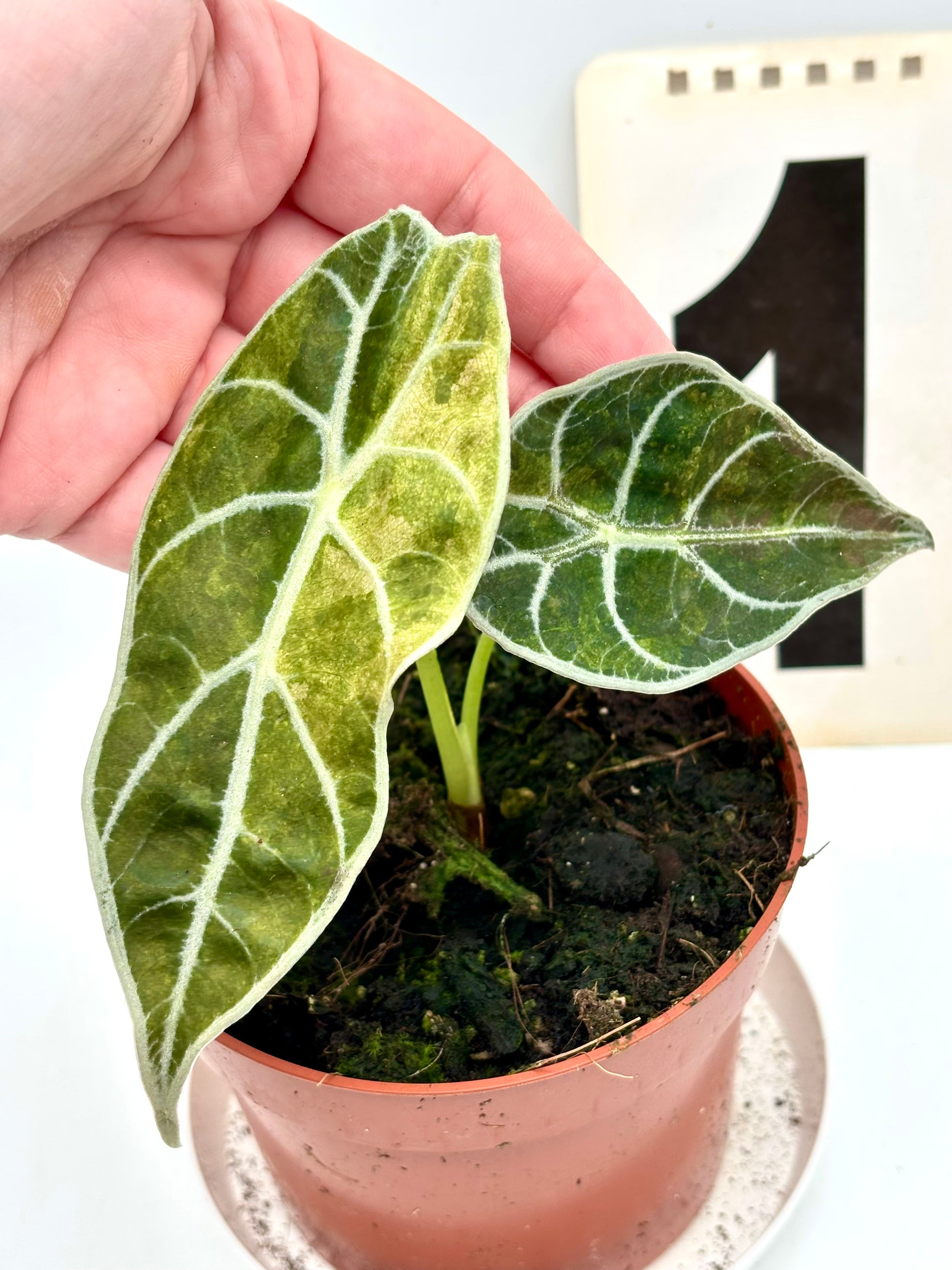 Alocasia Watsoniana Lightning Variegata Pflanze mit großen grün-weißen Blättern, exotisch und dekorativ, von Exotic-Flowers.