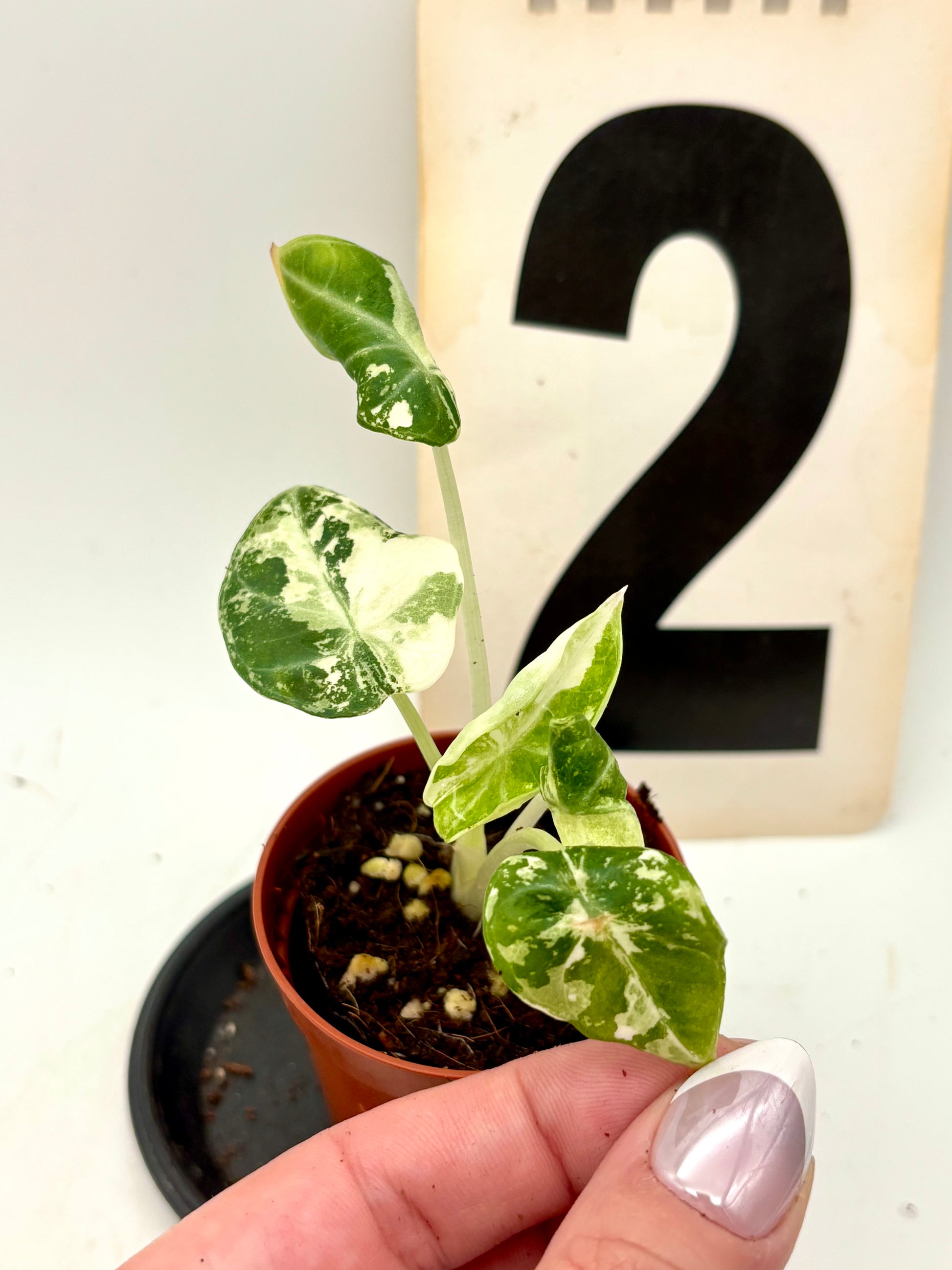Alocasia Ninja Albo