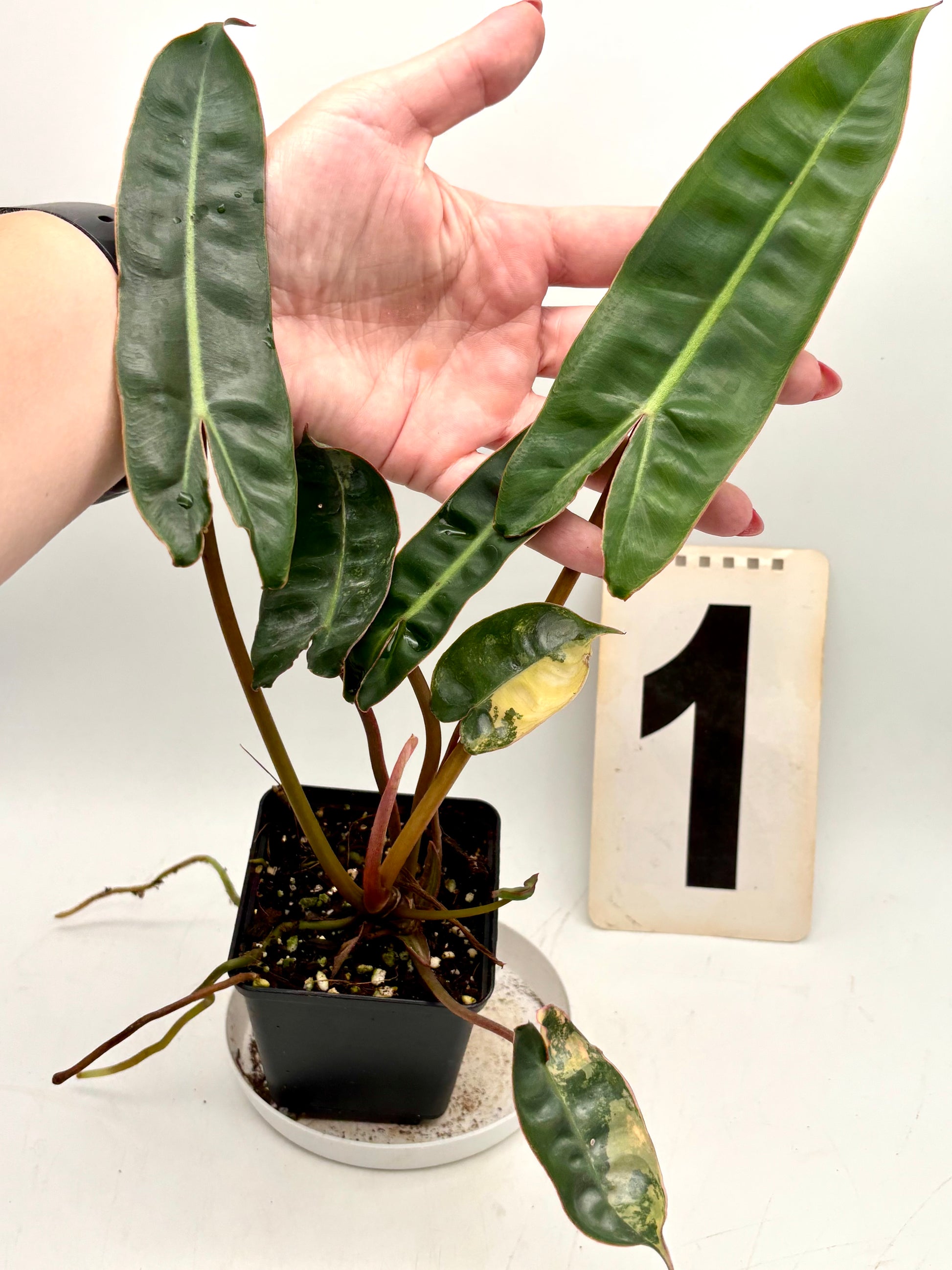 Philodendron Billietiae