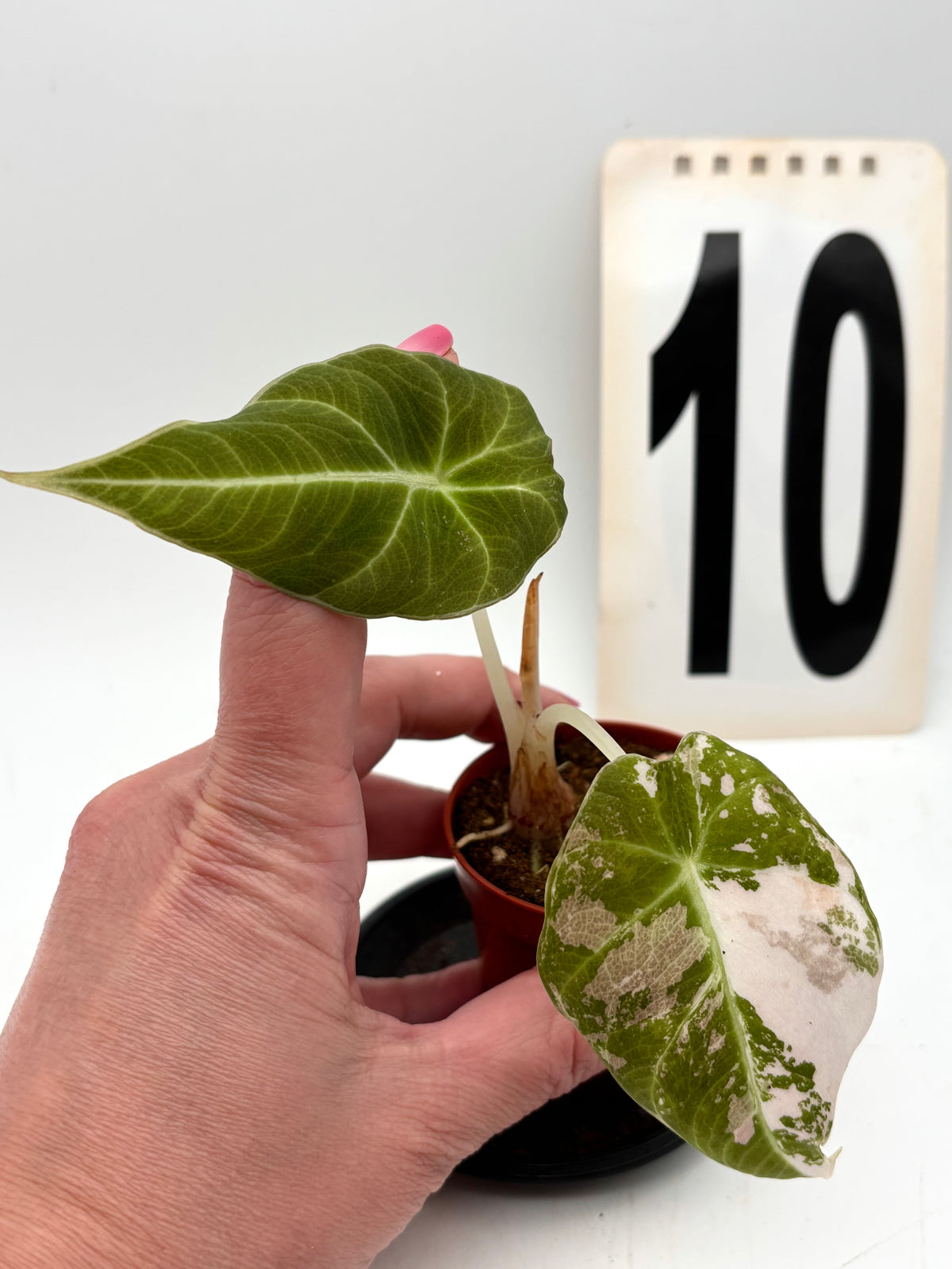 Alocasia Black Velvet Variegata