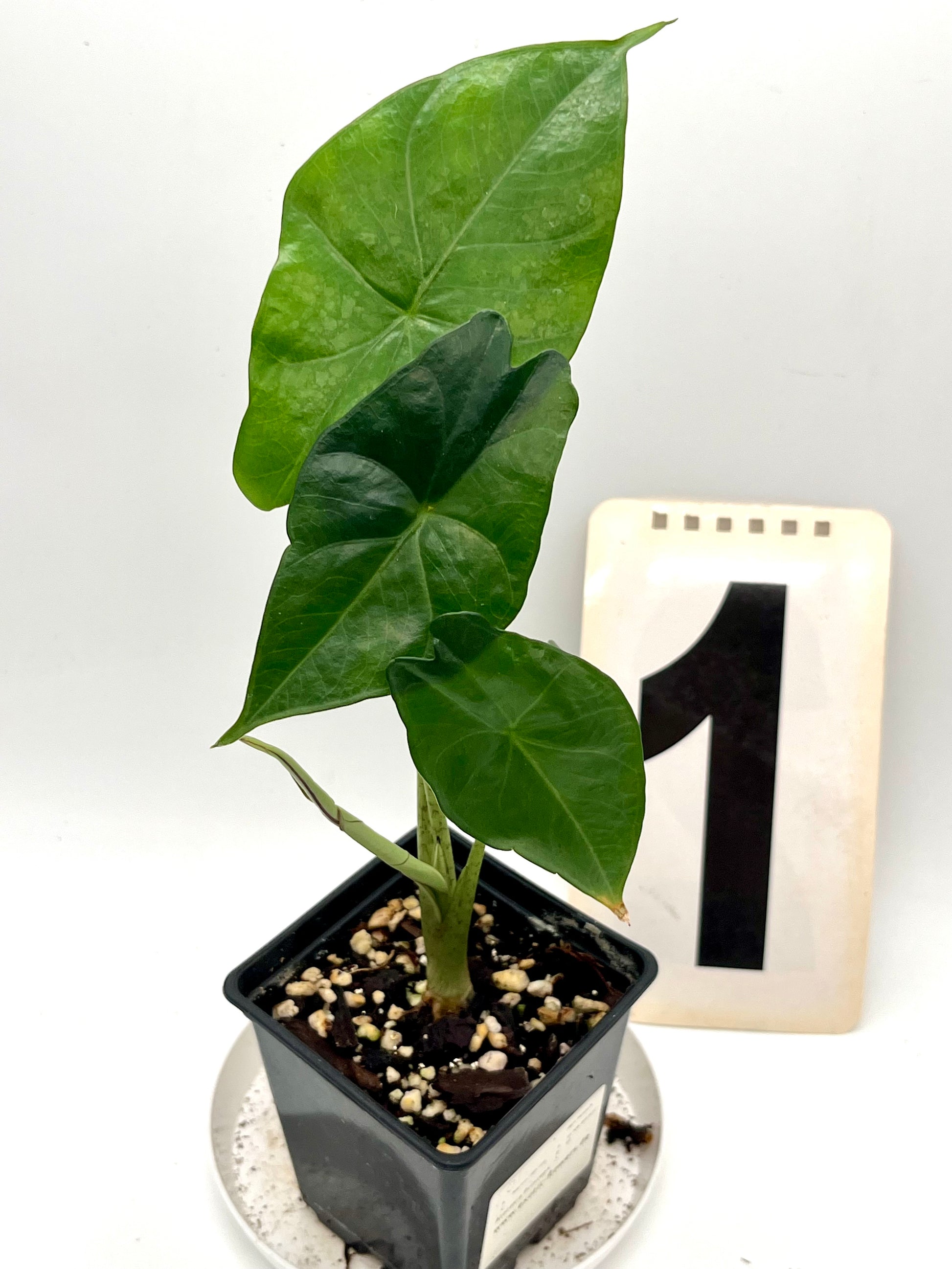 Alocasia Princeps