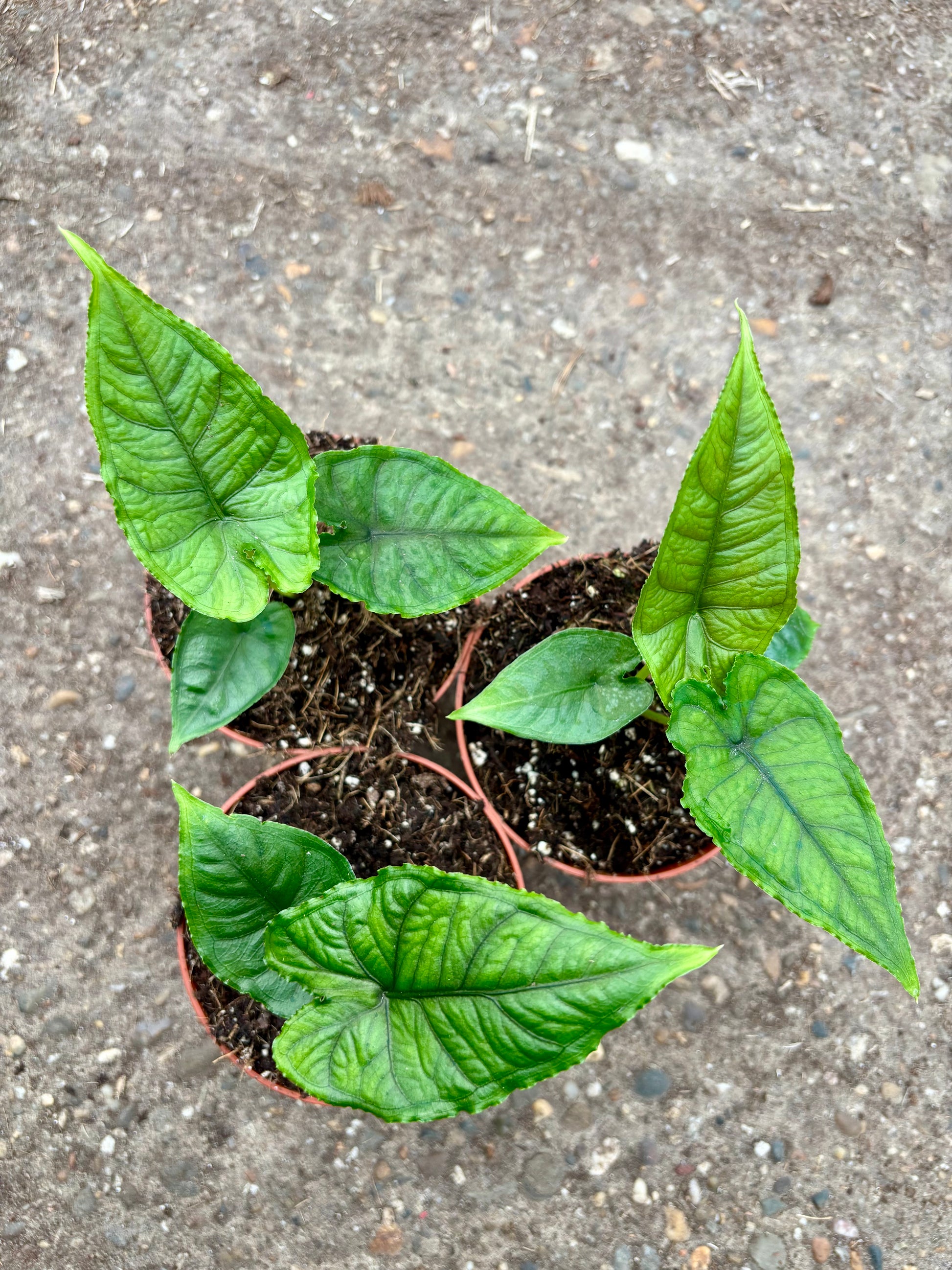 Alocasia Olanii Pflanze von Exotic-Flowers mit großen grünen Blättern auf einem Topf stehend