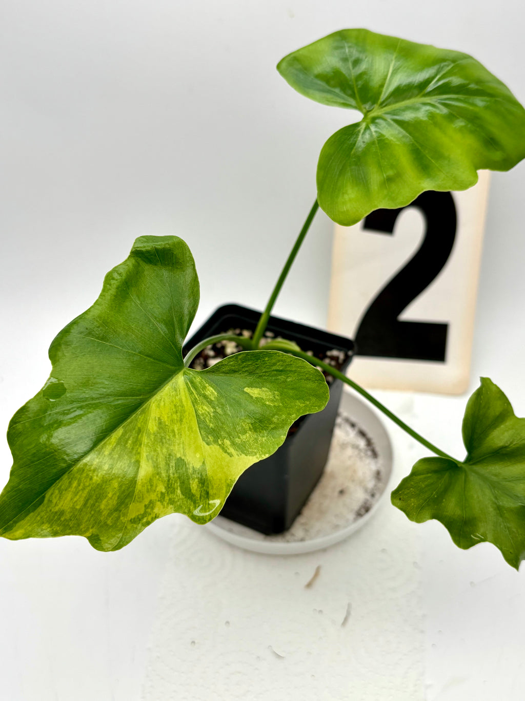 Thaumatophyllum Variegata