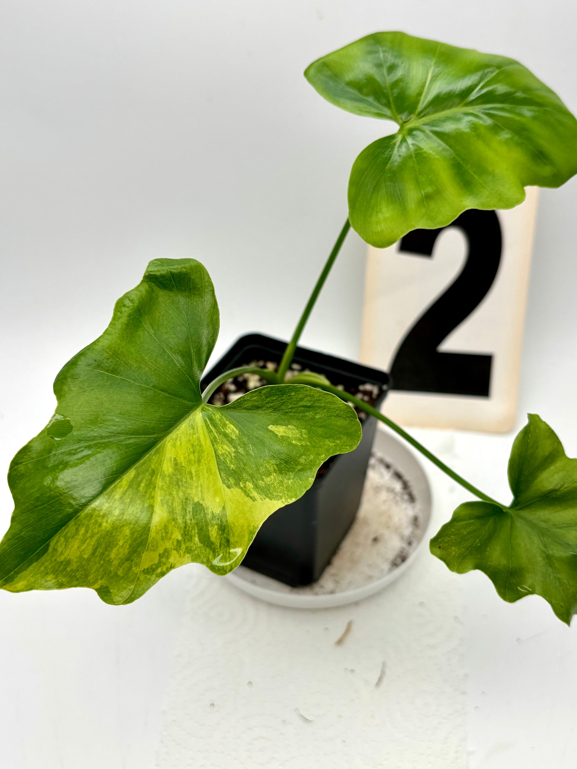 Thaumatophyllum Variegata